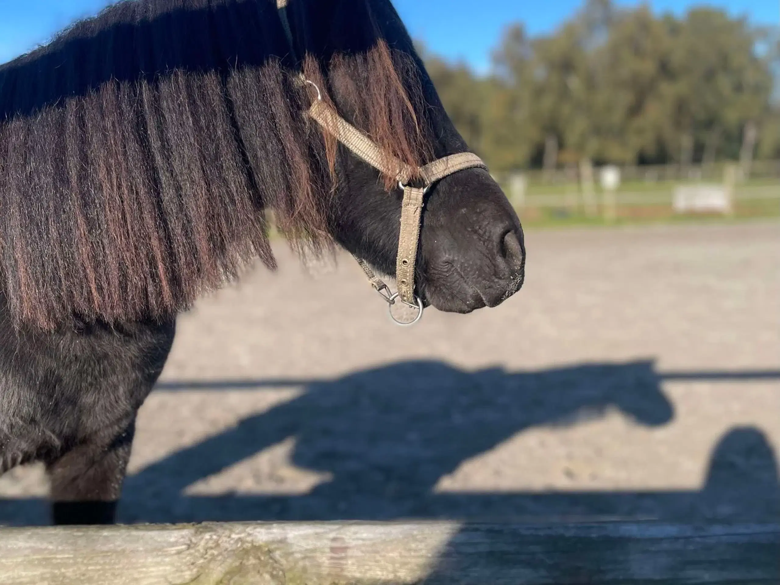 Ponyer sælges/byttes