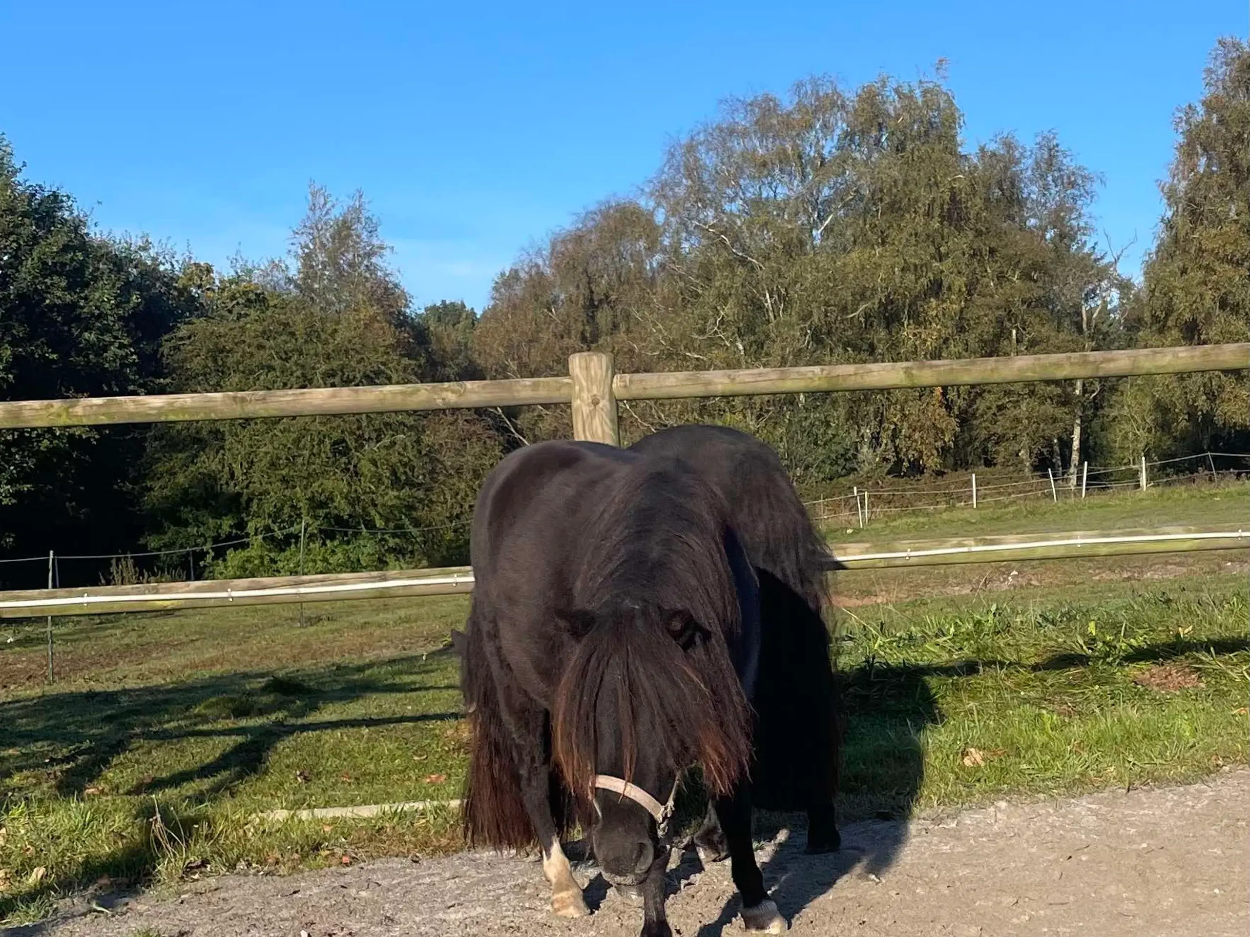 Ponyer sælges/byttes