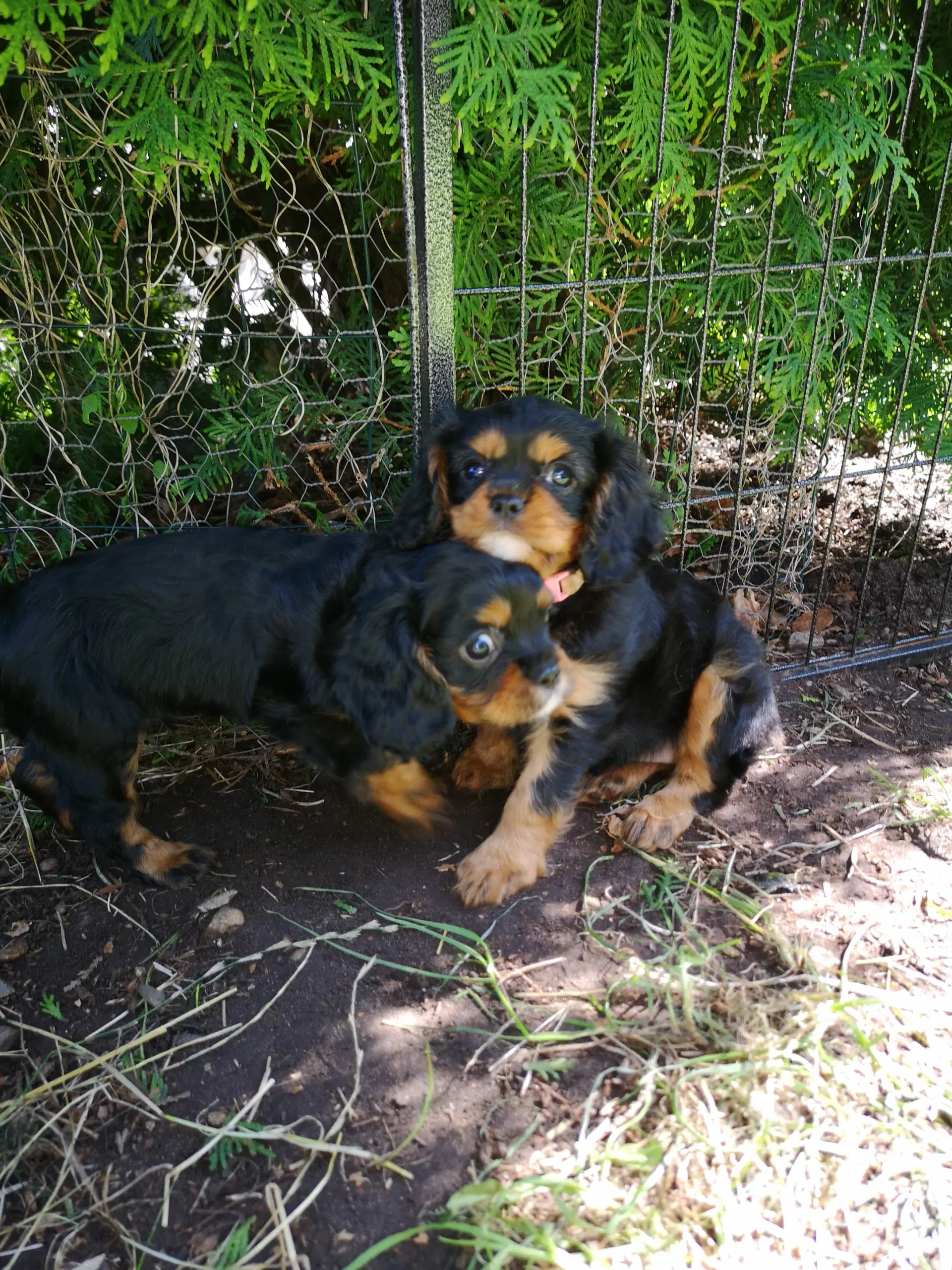 Cavalier King Charles uden stamtavle