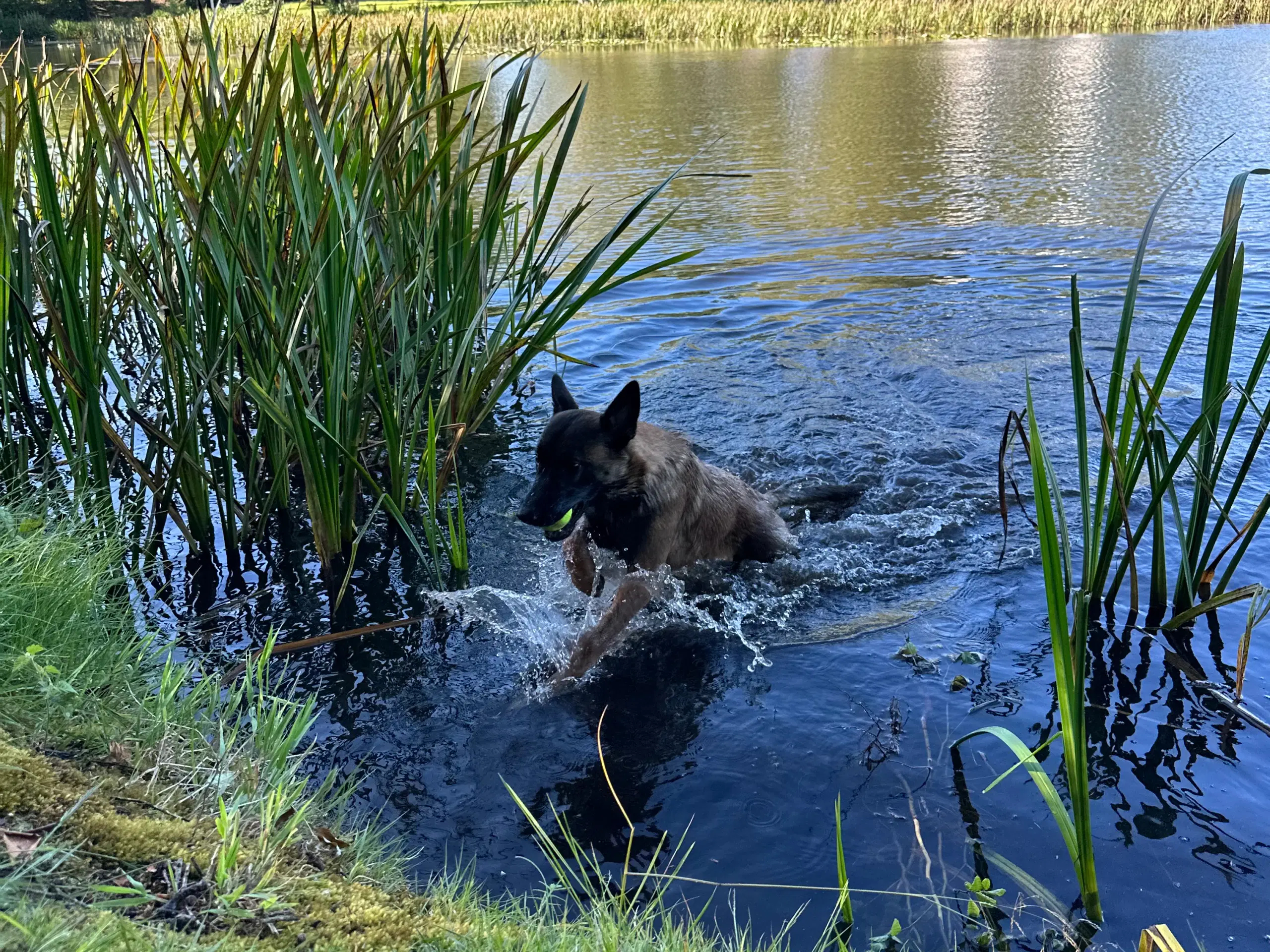 Hunde/hvalpe modtages