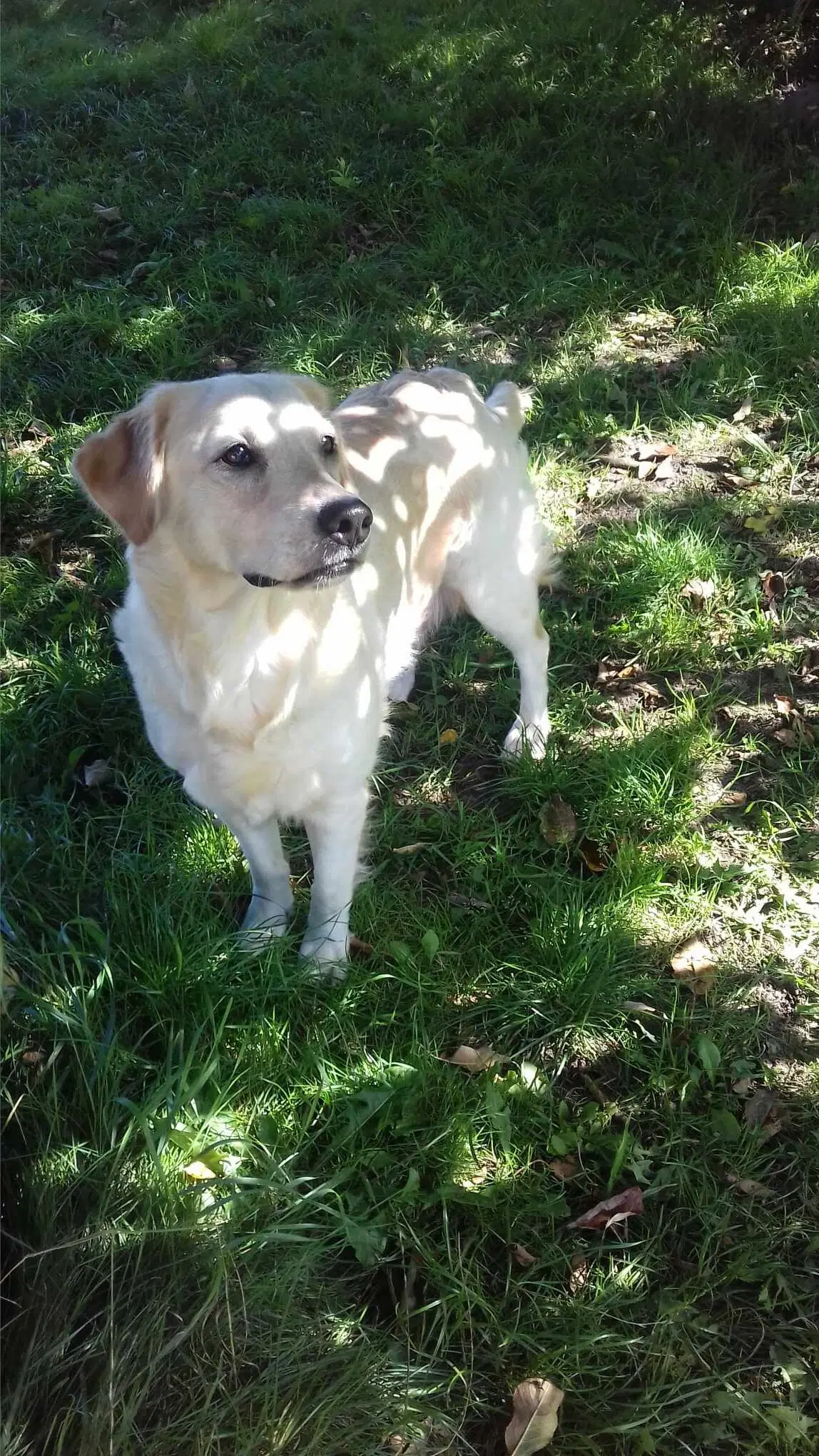 Labrador Retriever hvalpe