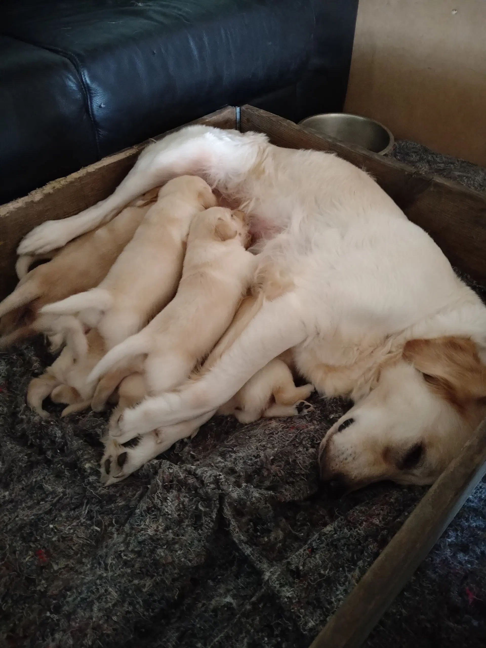 Labrador Retriever hvalpe