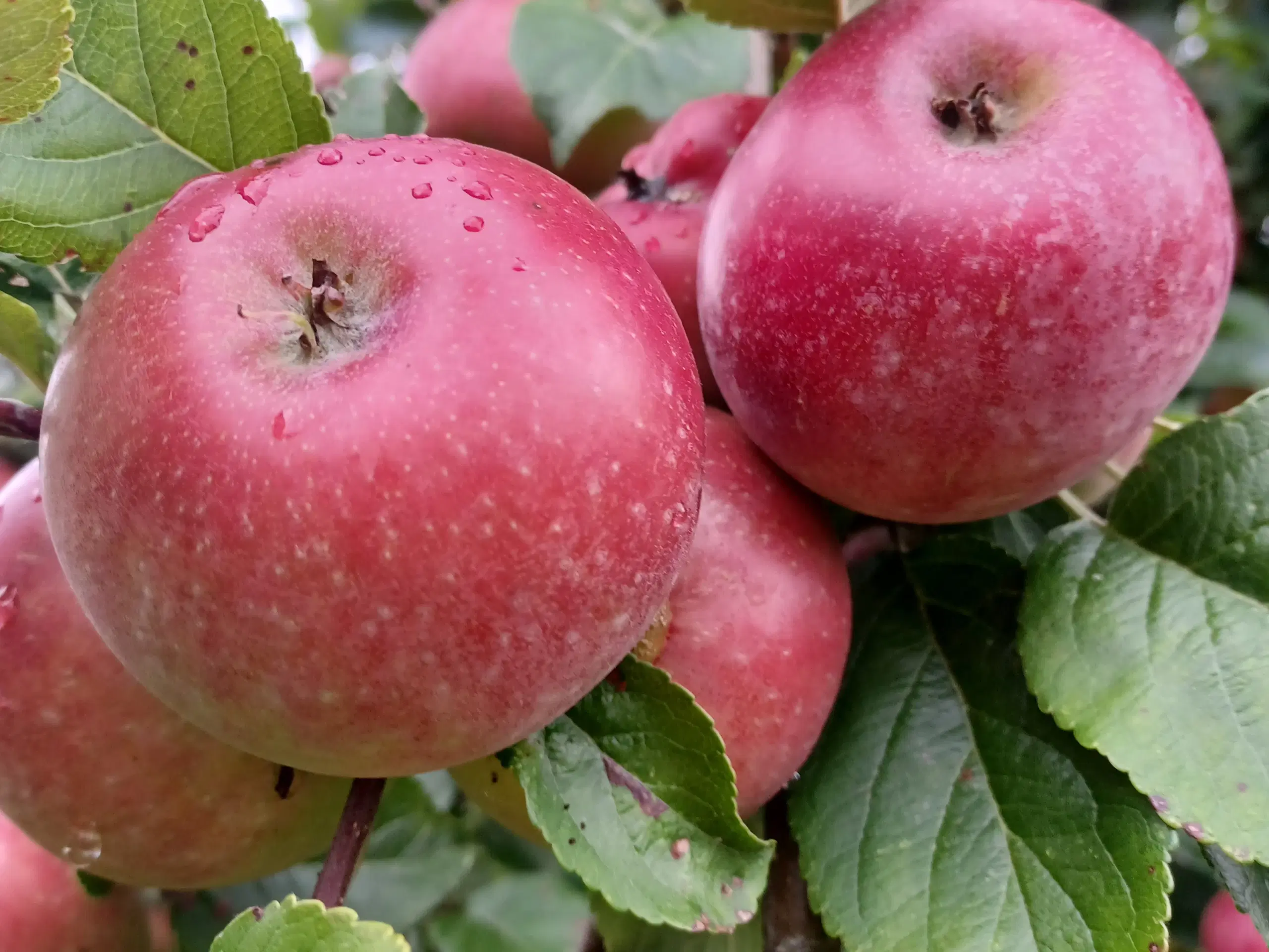 Æbler Ingrid Marie, Aroma, Elstar, Gråsten