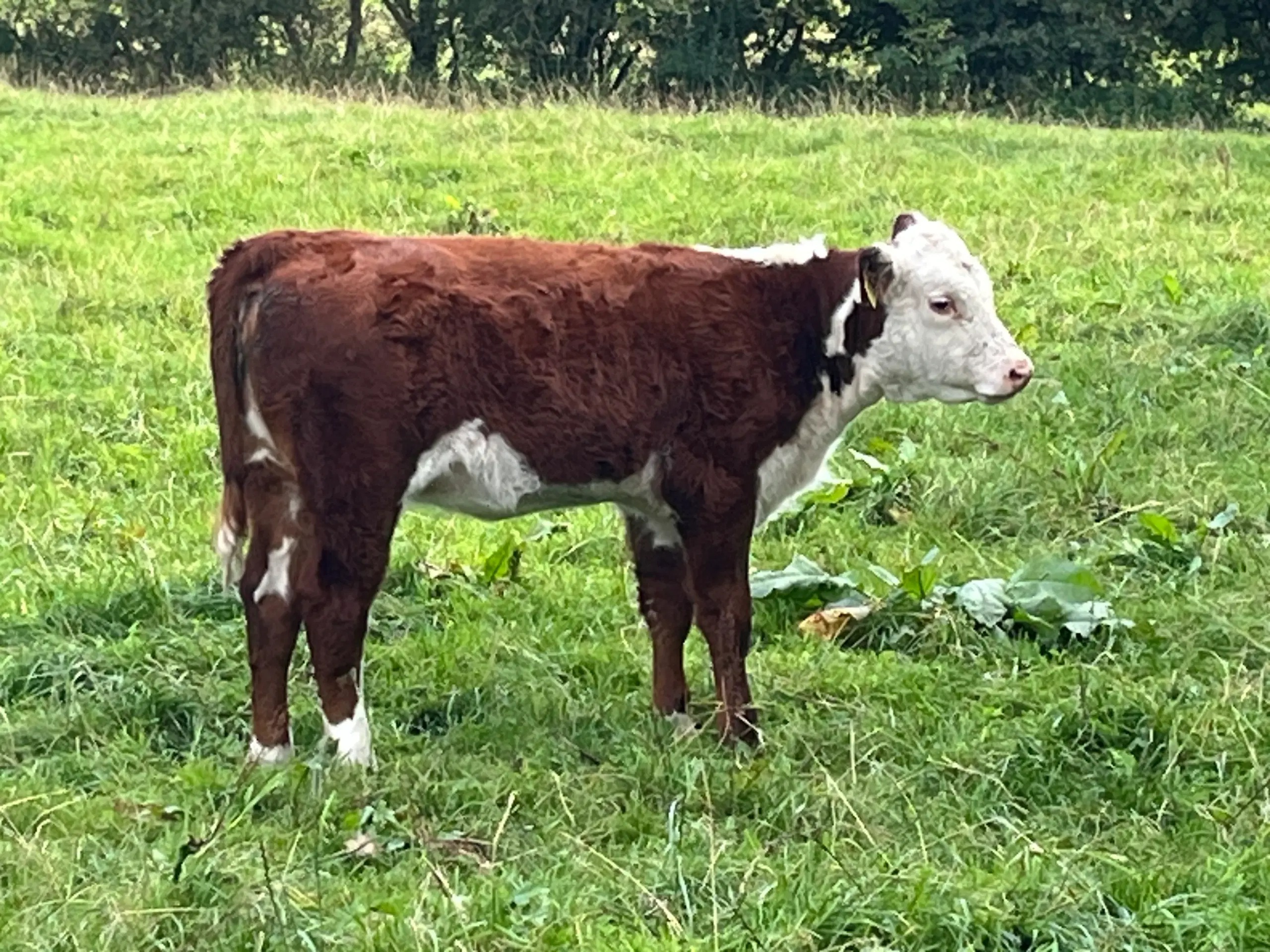 Hereford kvierkalve