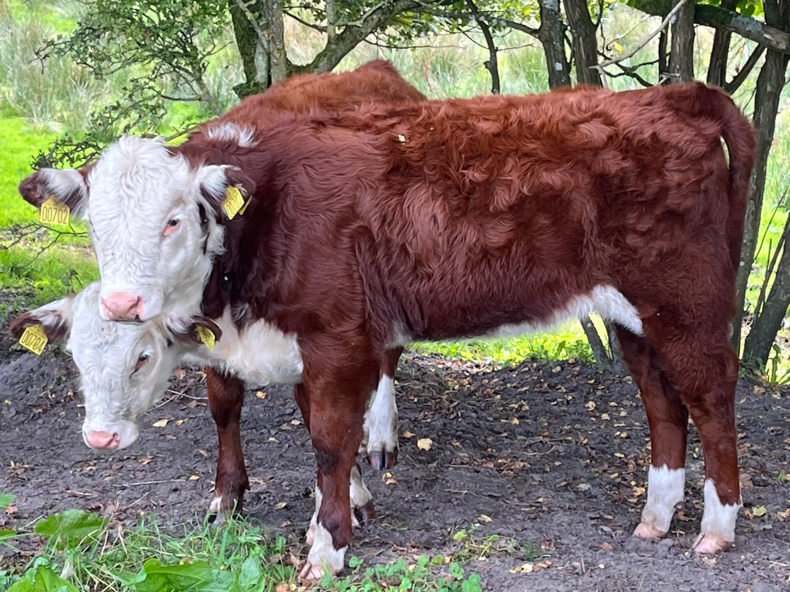 Hereford kvierkalve