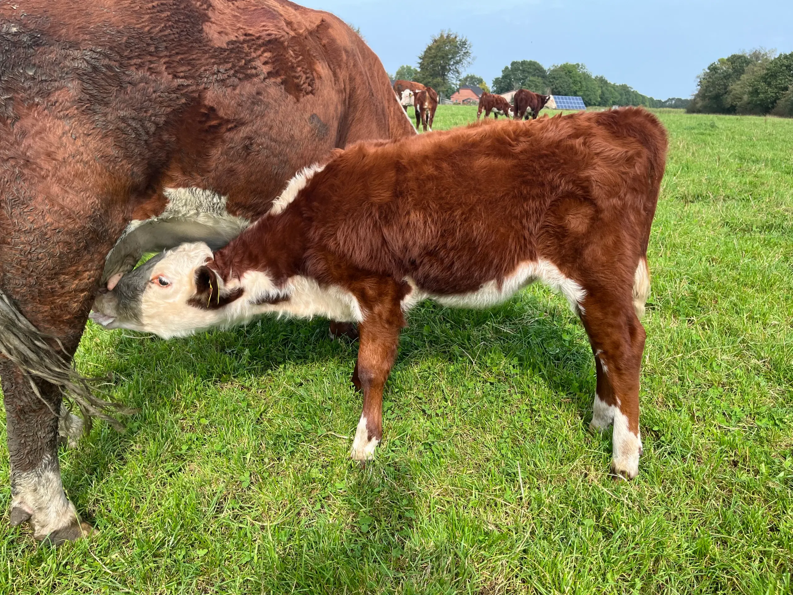 Hereford kvierkalve