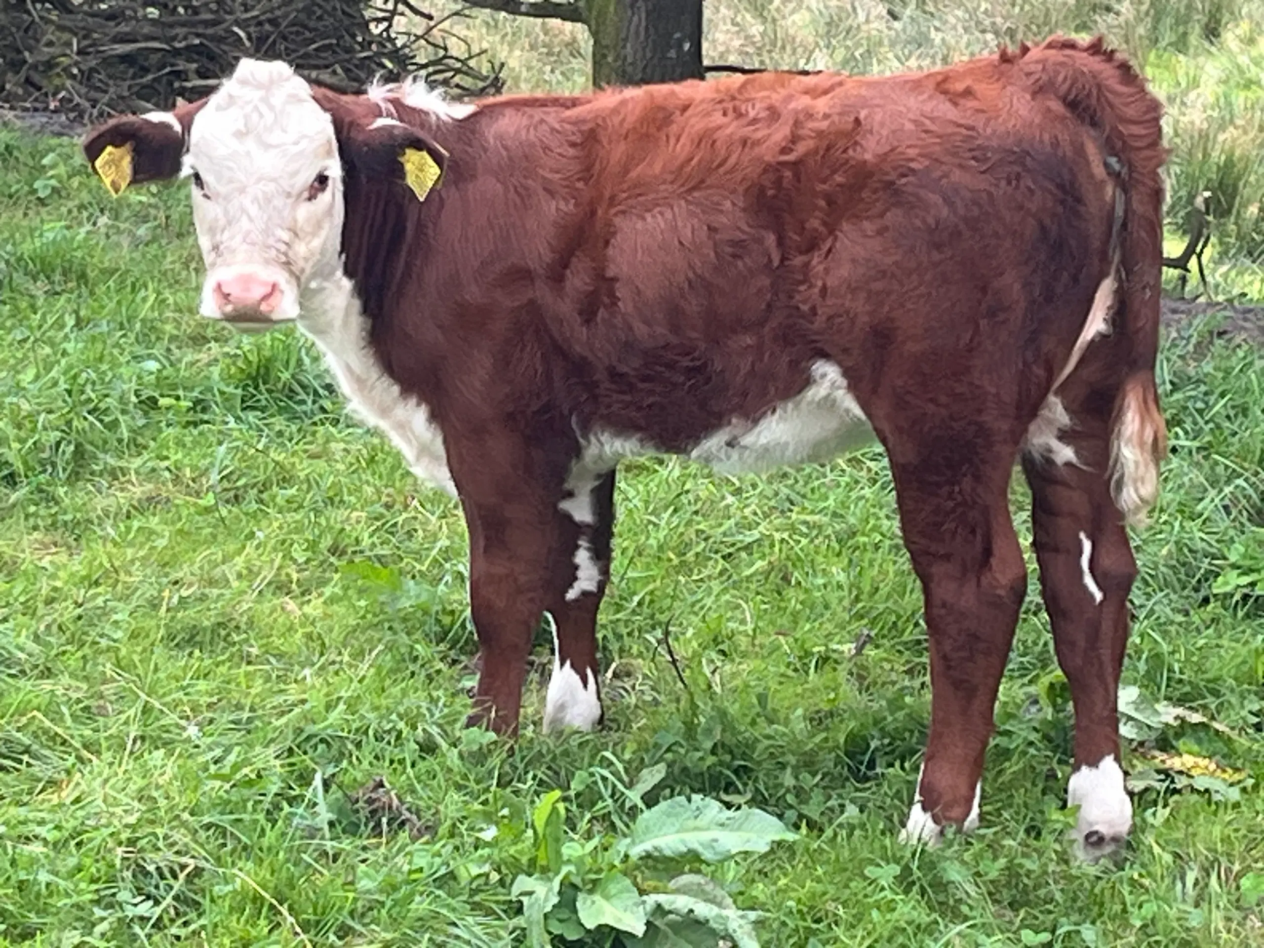 Hereford kvierkalve