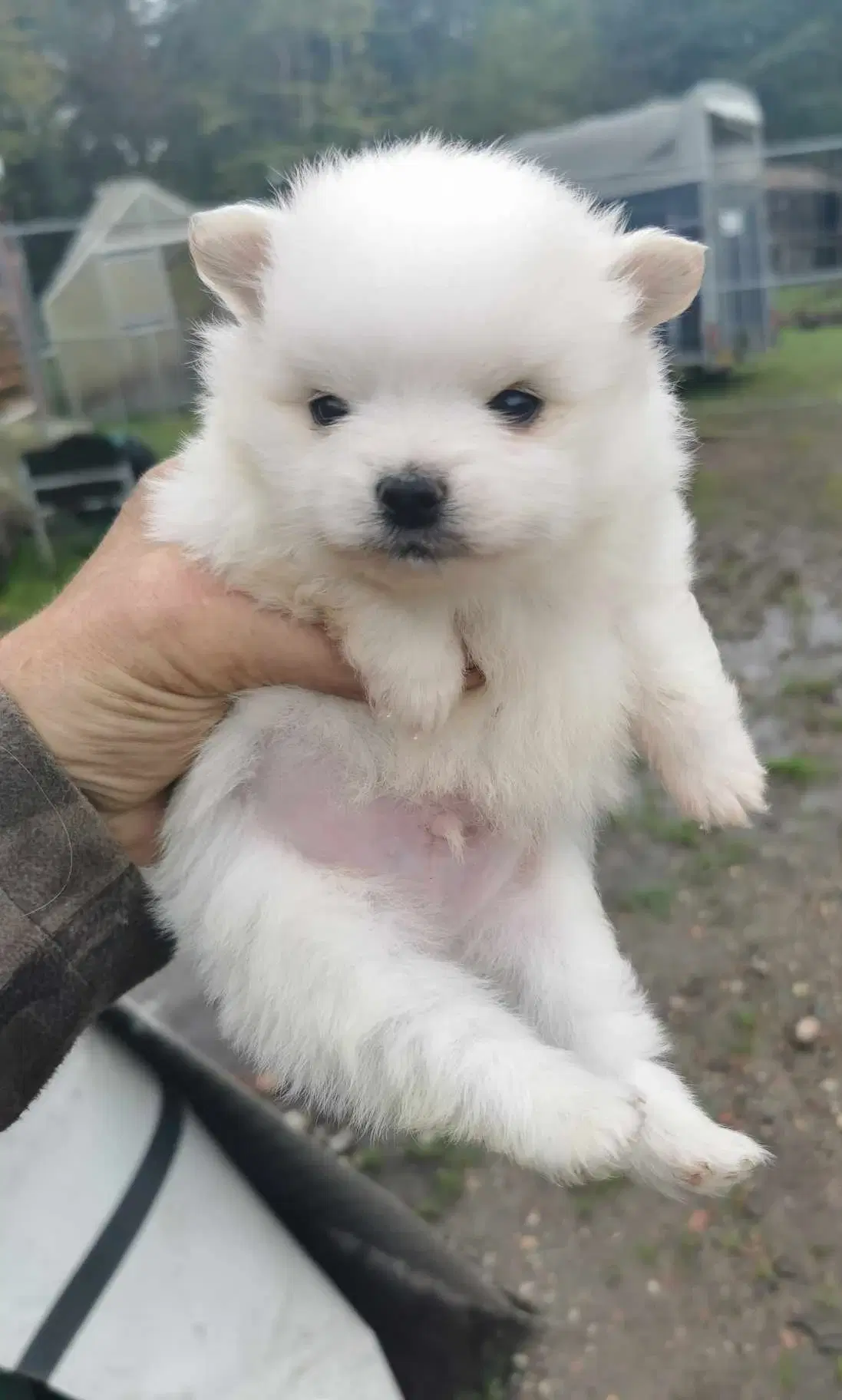 pomeranian