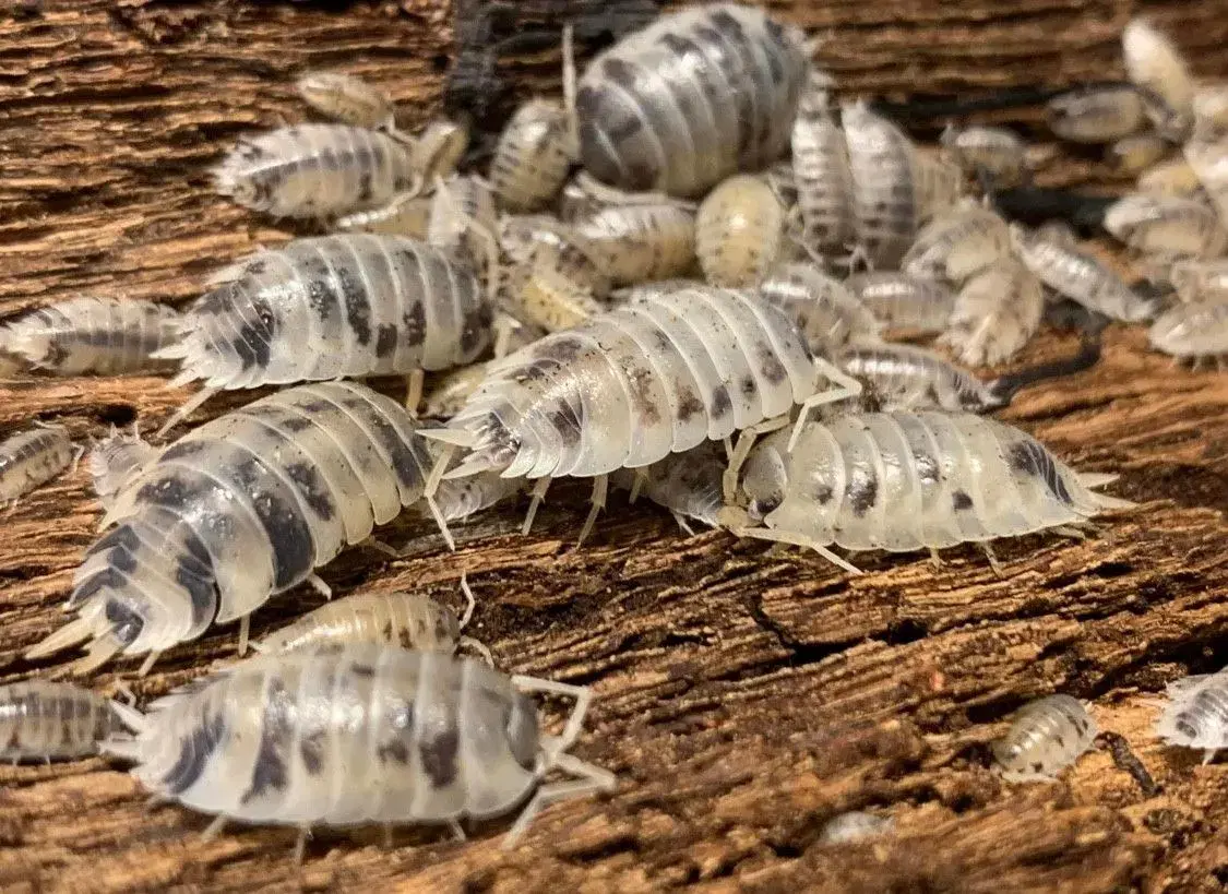 Porcellio Laevis Dairy Cow sælges