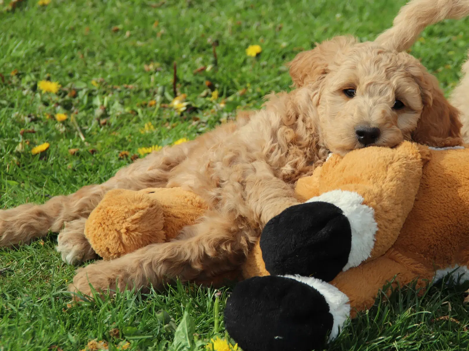 Goldendoodle hvalpe