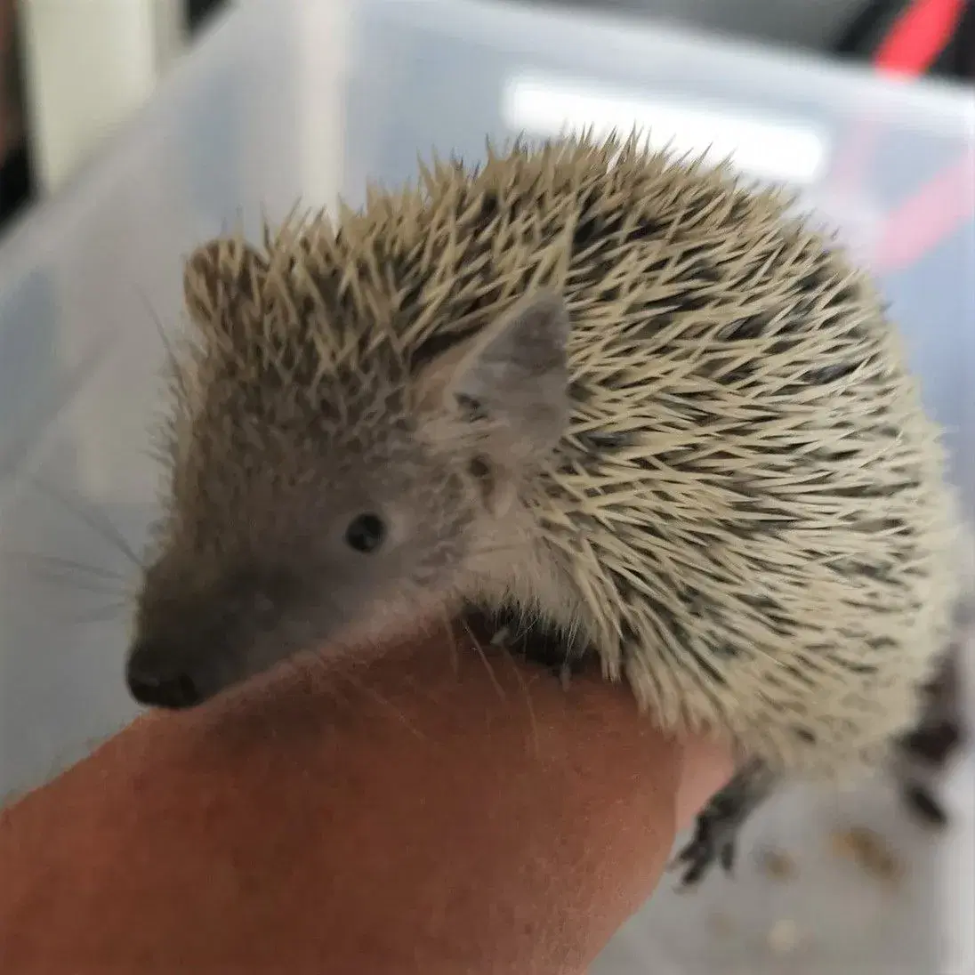 Tenrec