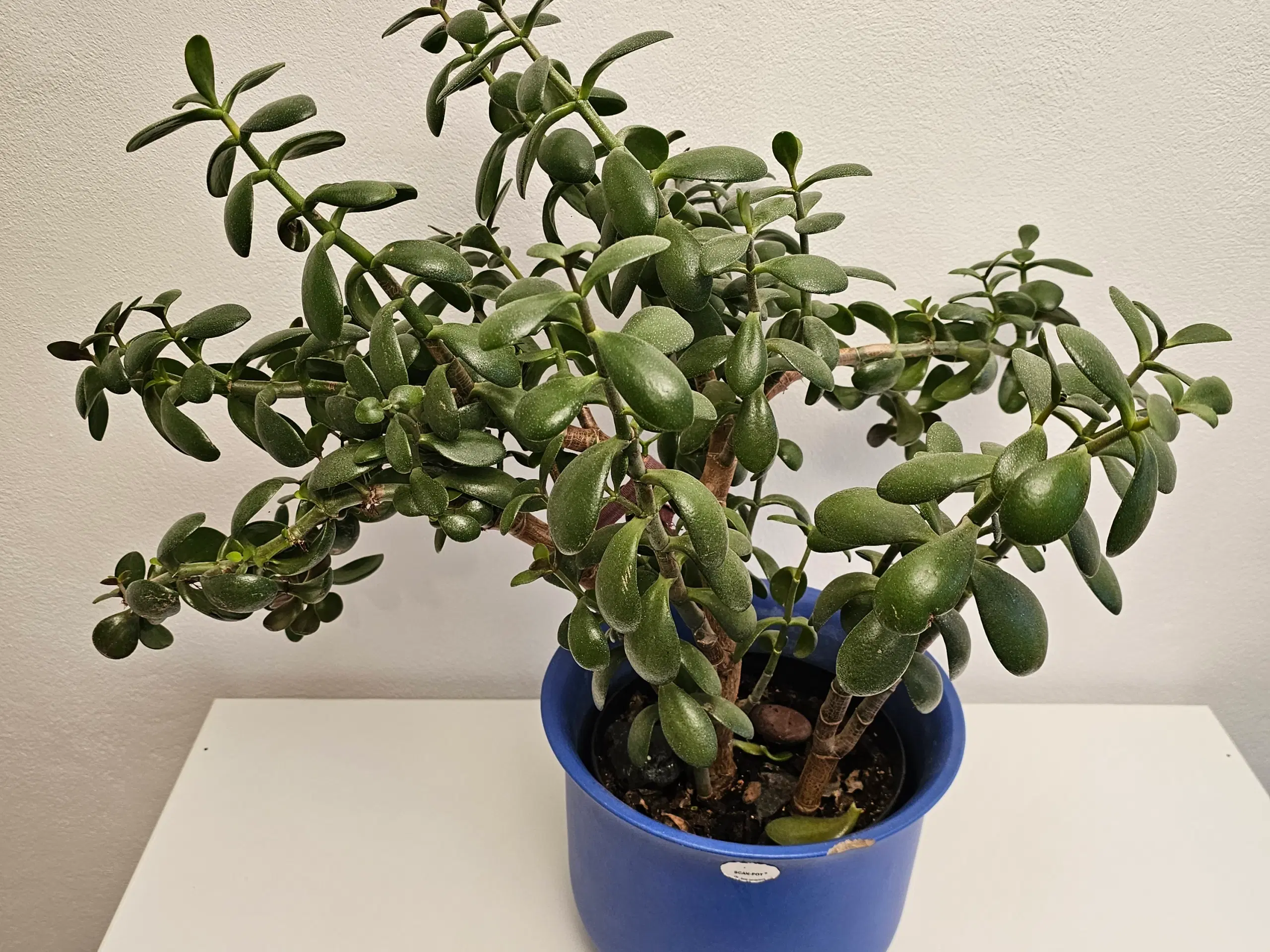 Stor Crassula Ovata Plante