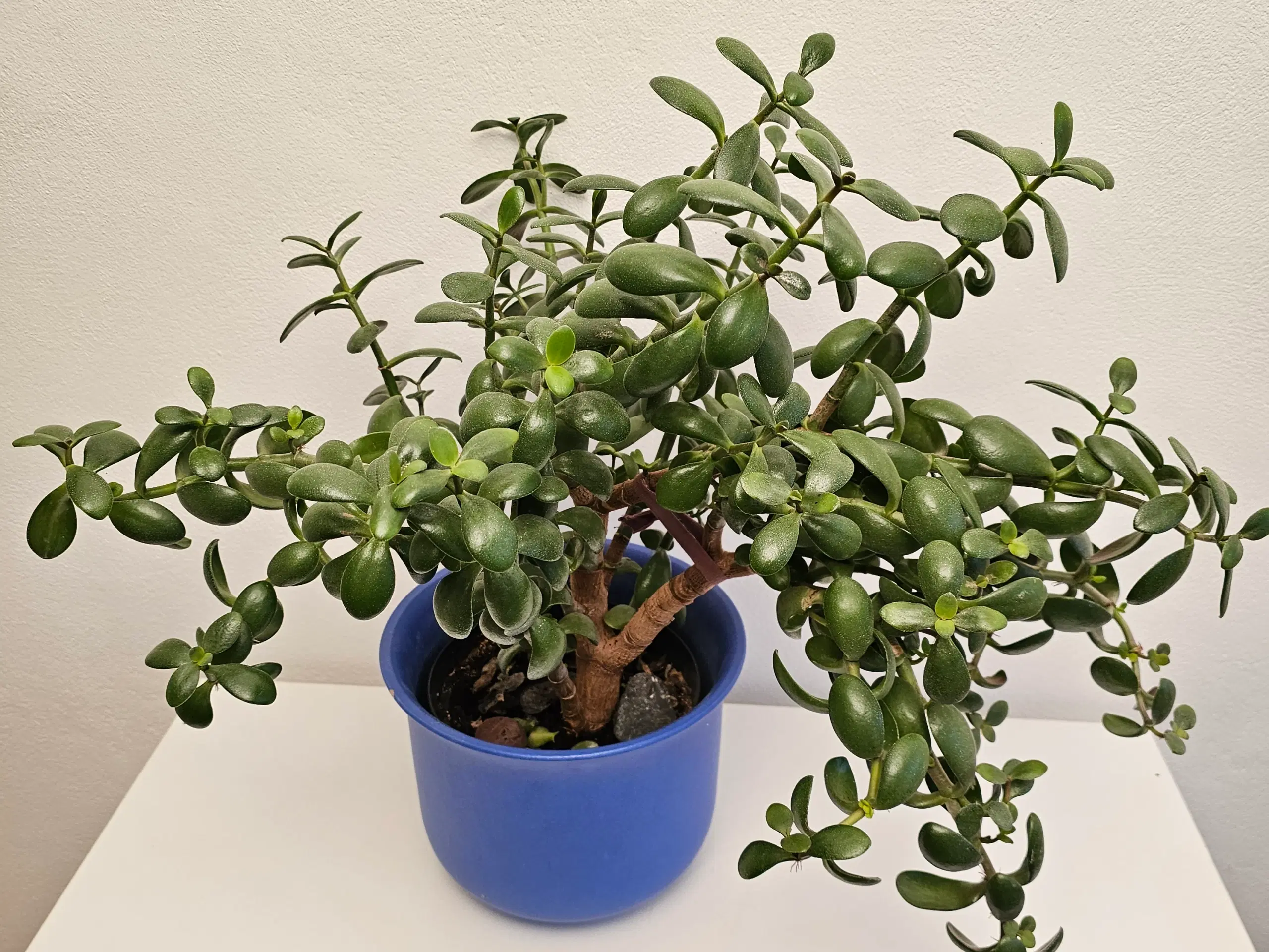 Stor Crassula Ovata Plante