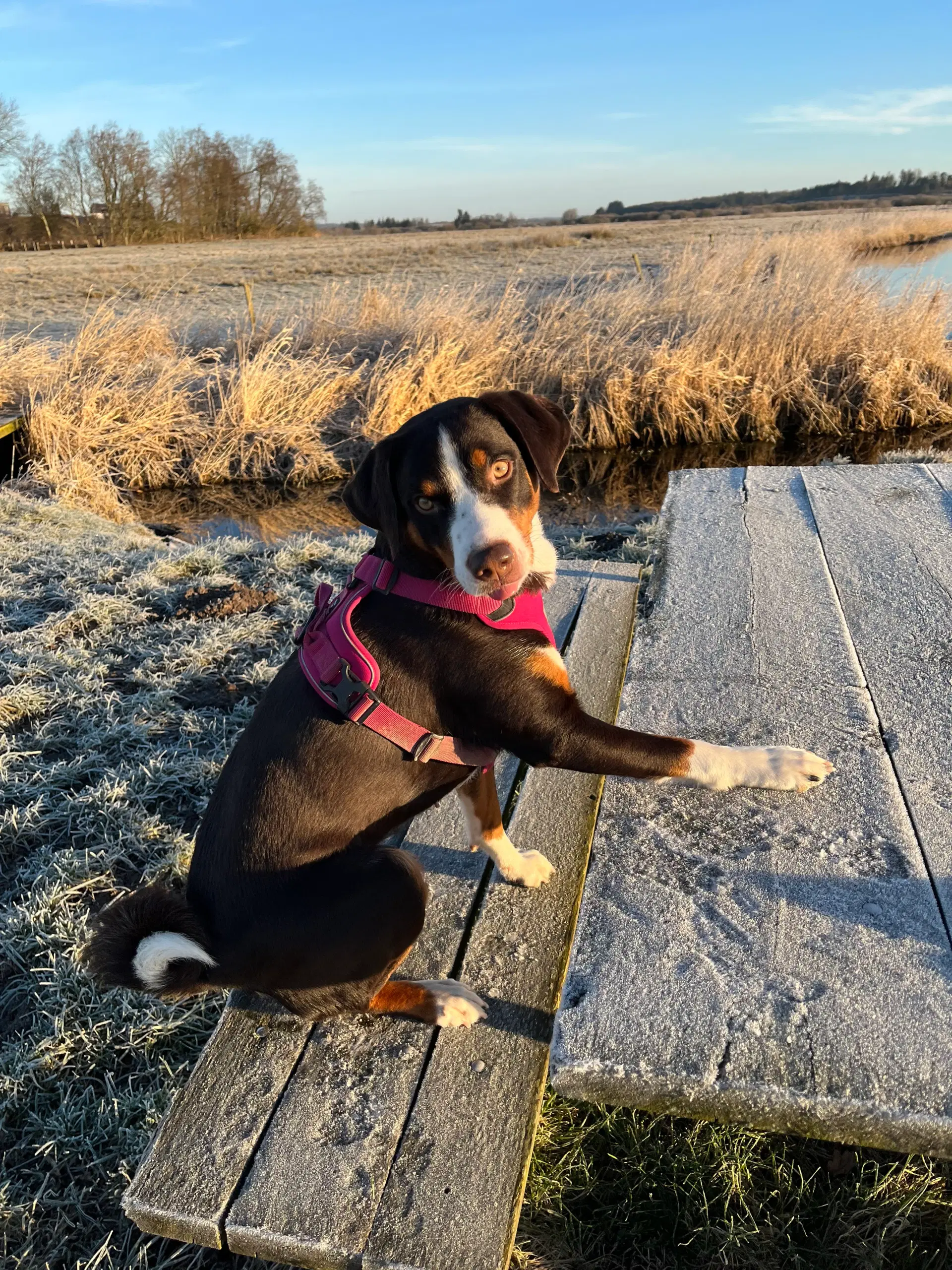 Appenzeller Sennenhund - Alsidig familiehund