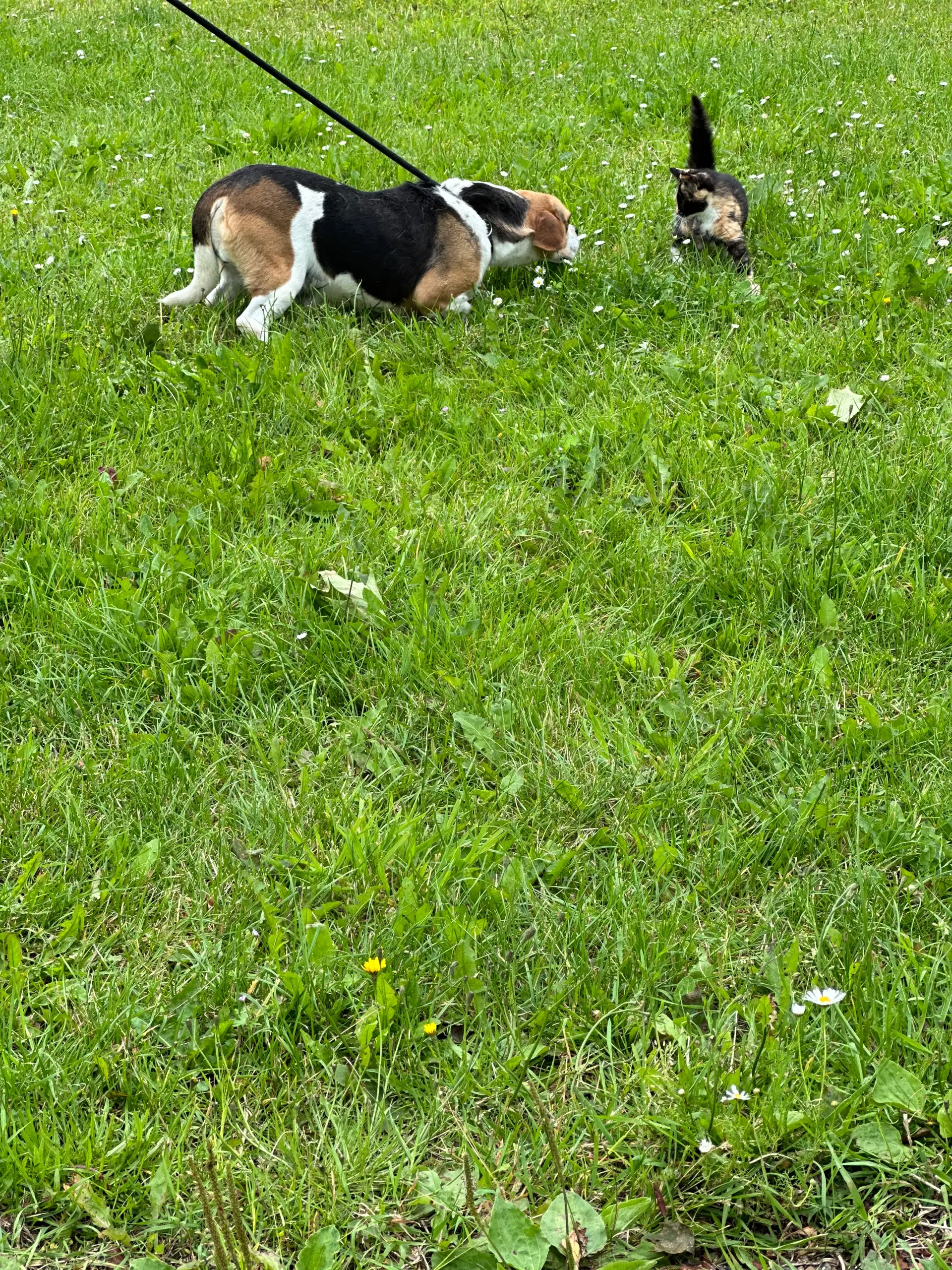 beagle fransk bulldog blanding