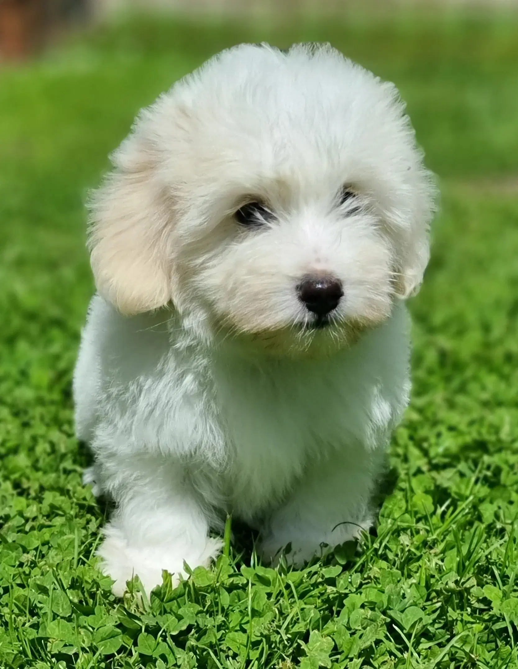 Coton de tulear