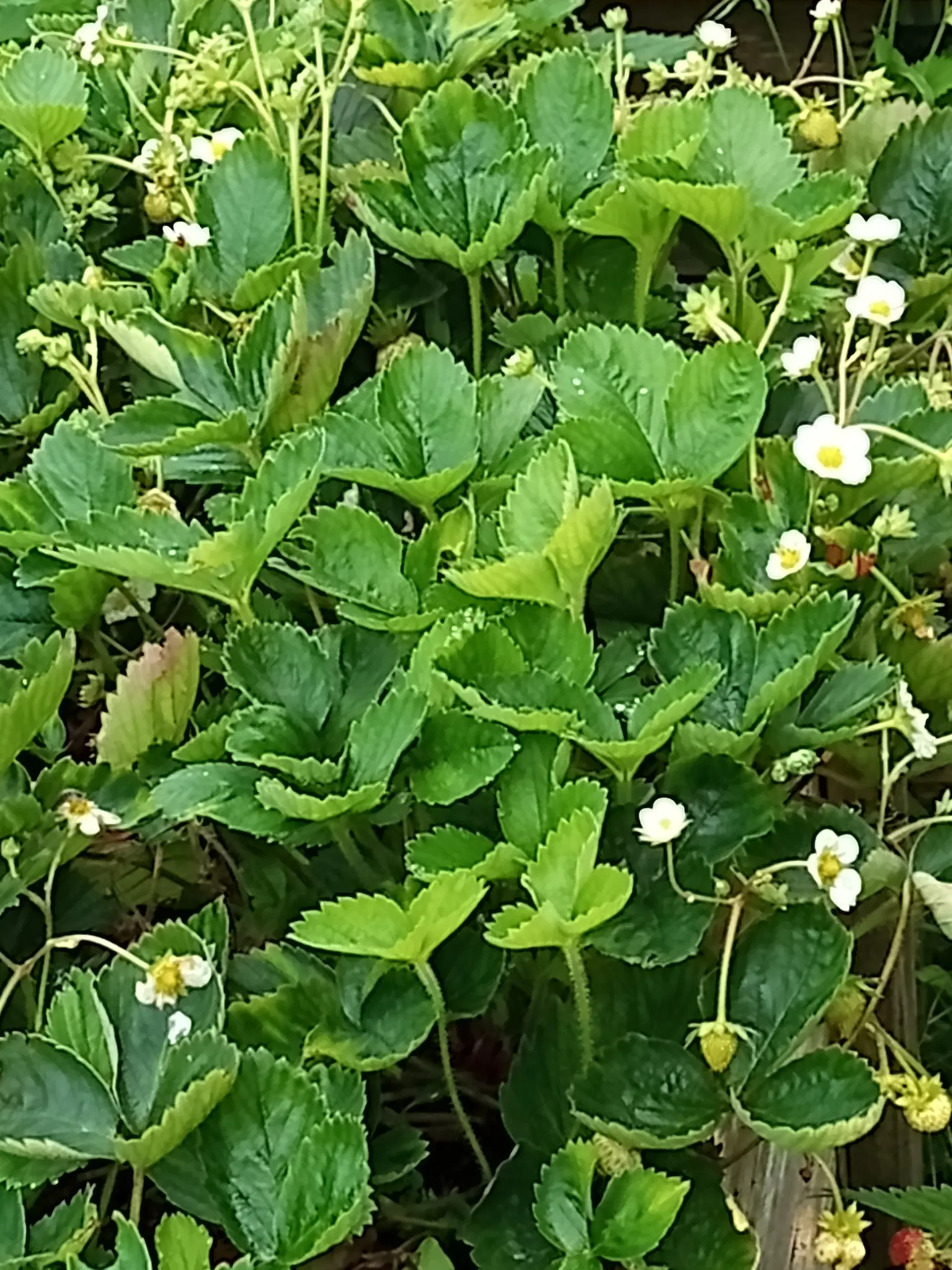 Jordbær planter