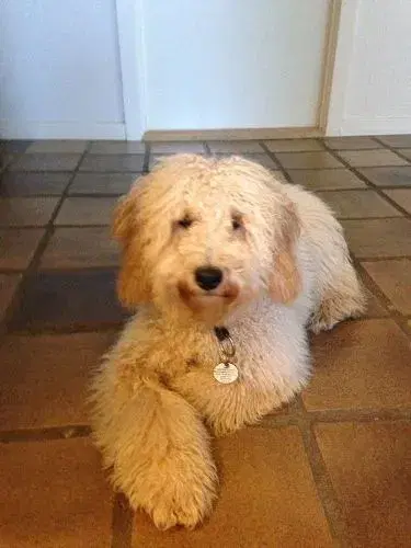 Goldendoodle og andre doodler