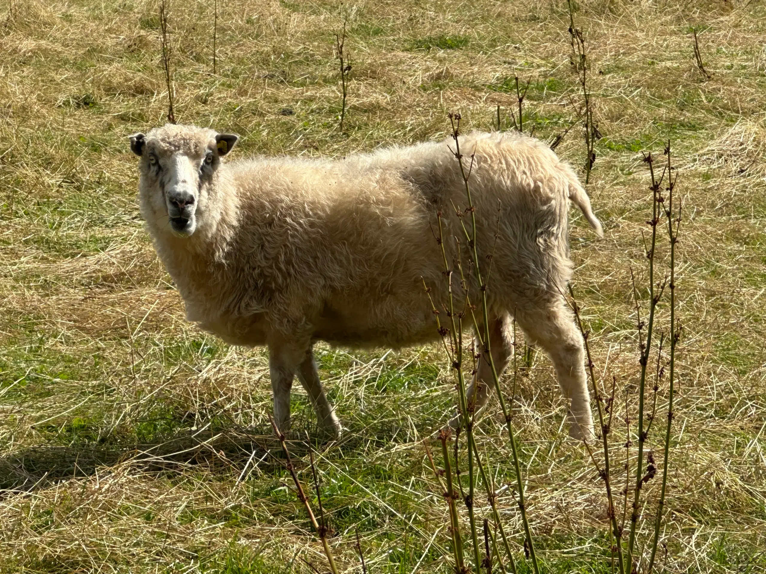 Spælsau får og gimmer