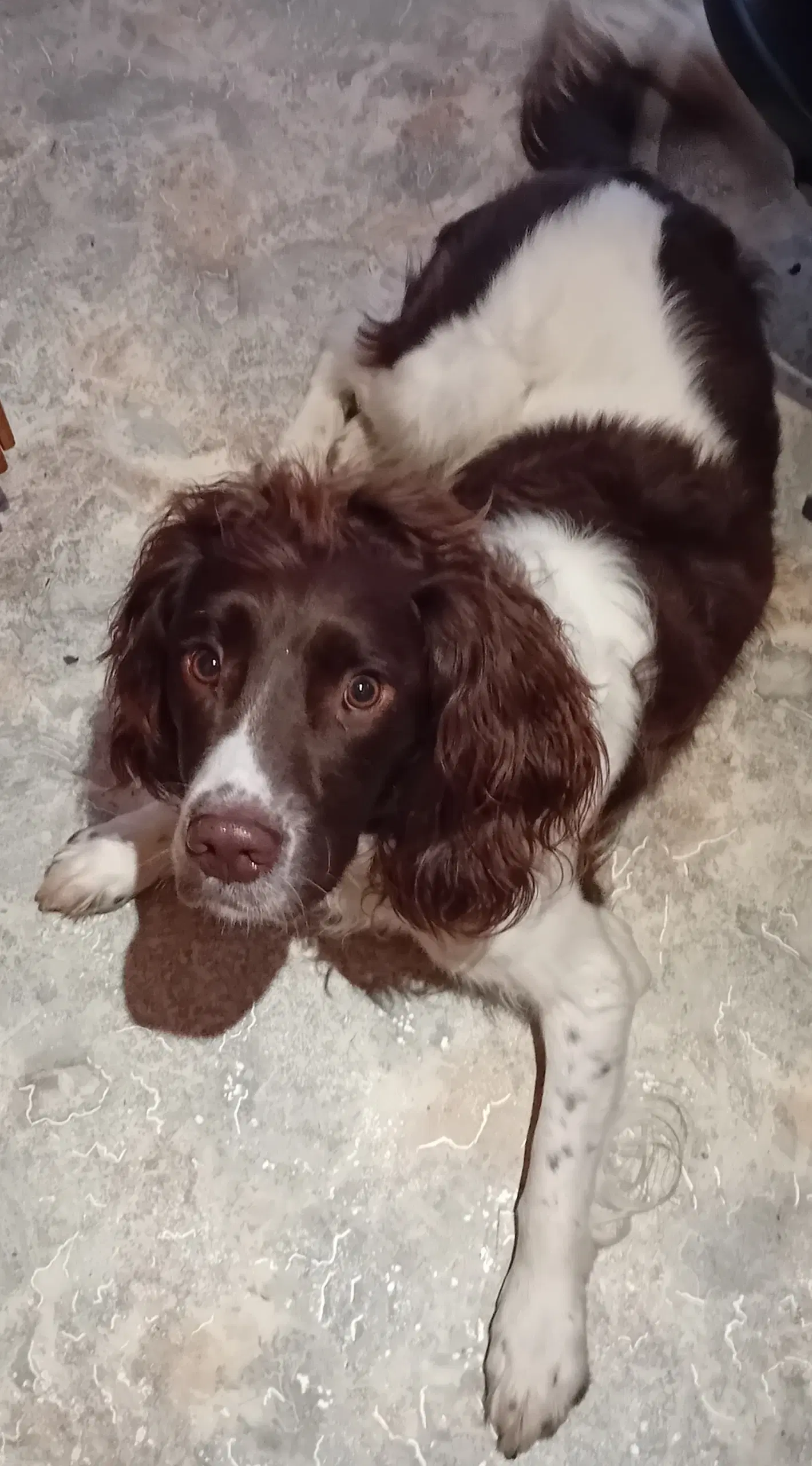 Engelsk Springer Spaniel