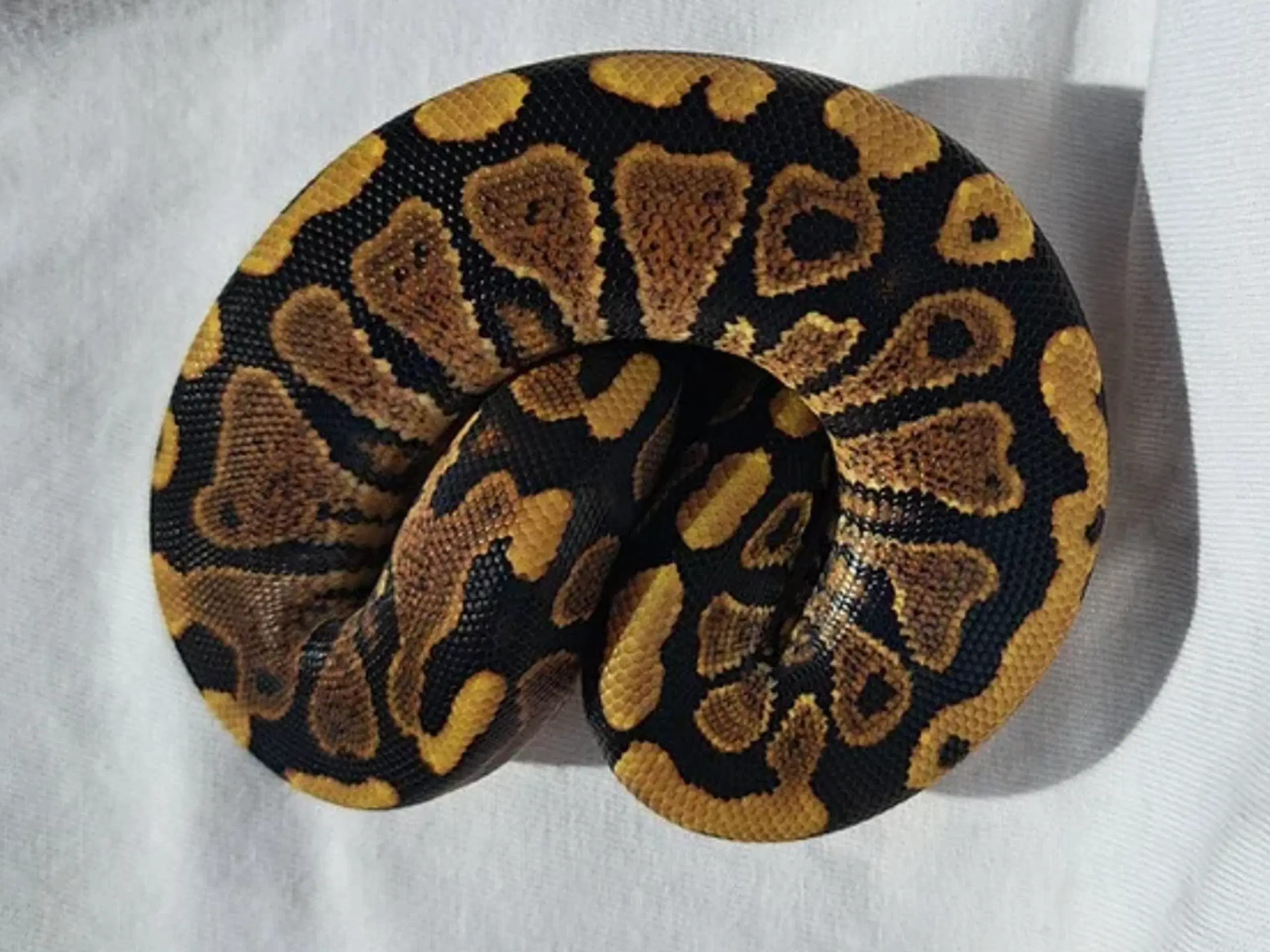 Kongepython, Orange dream (Male)