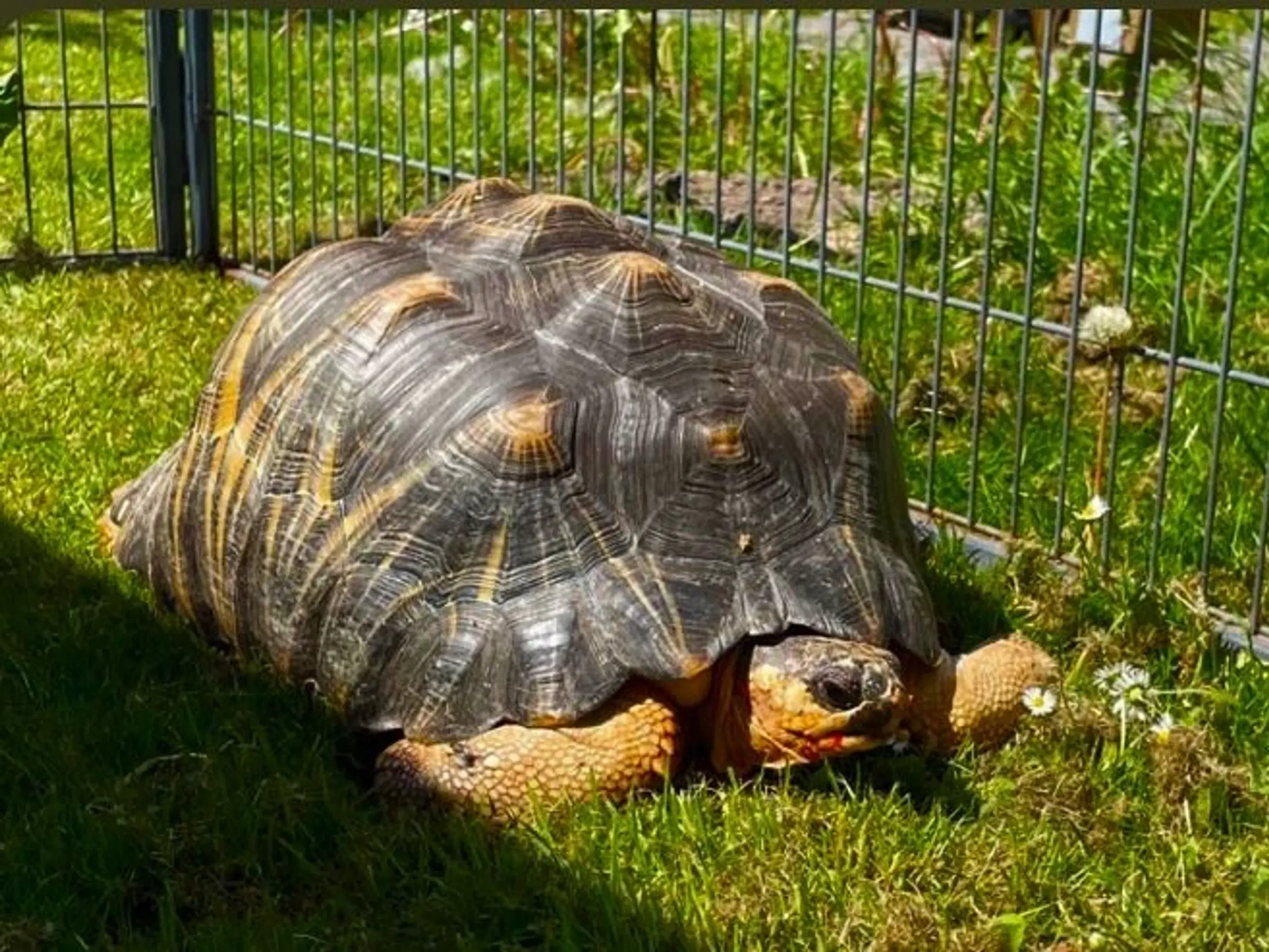 Astrochelys Radiata