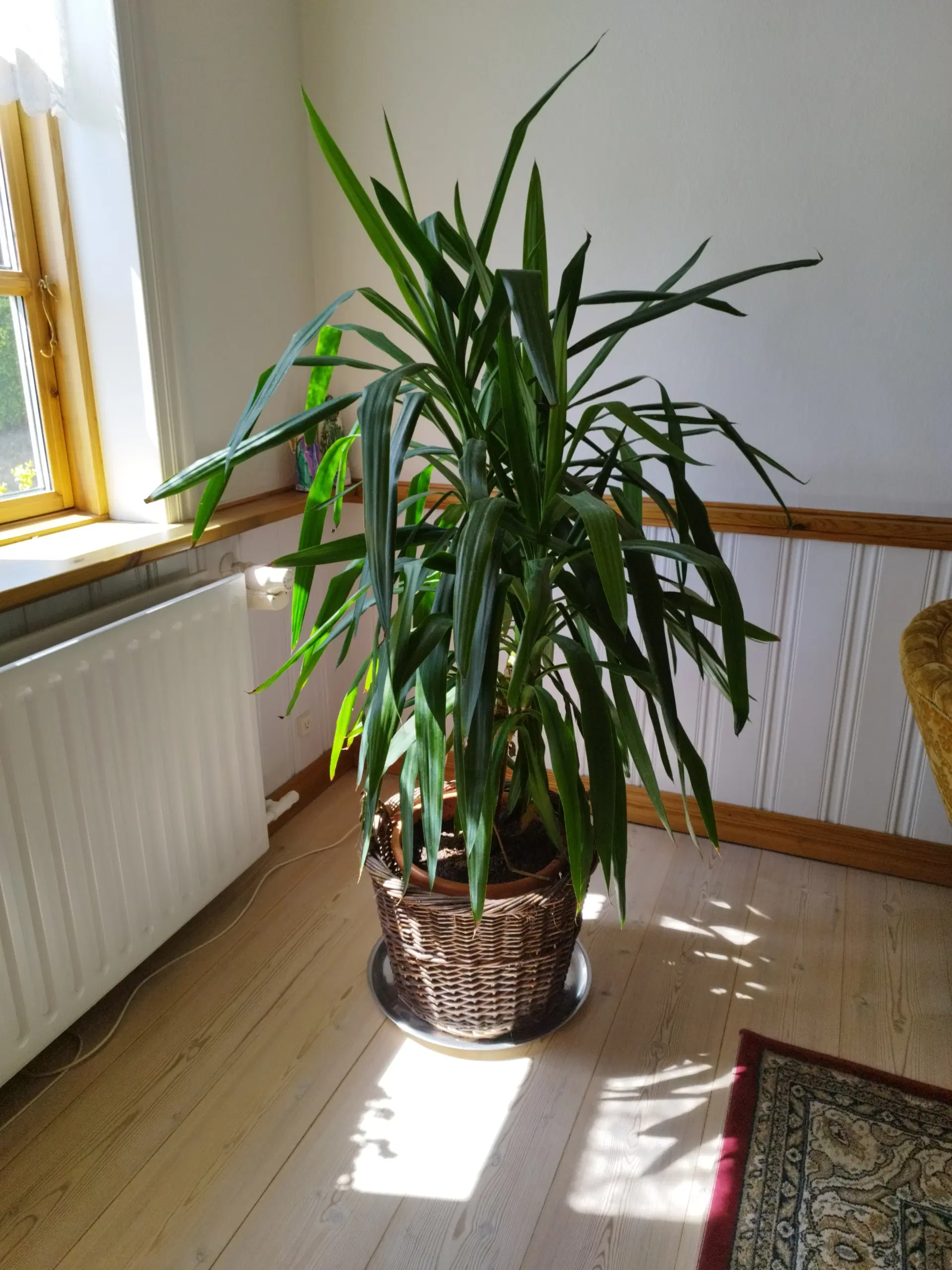 Grøn plante Elefantfod Yucca  160 cm