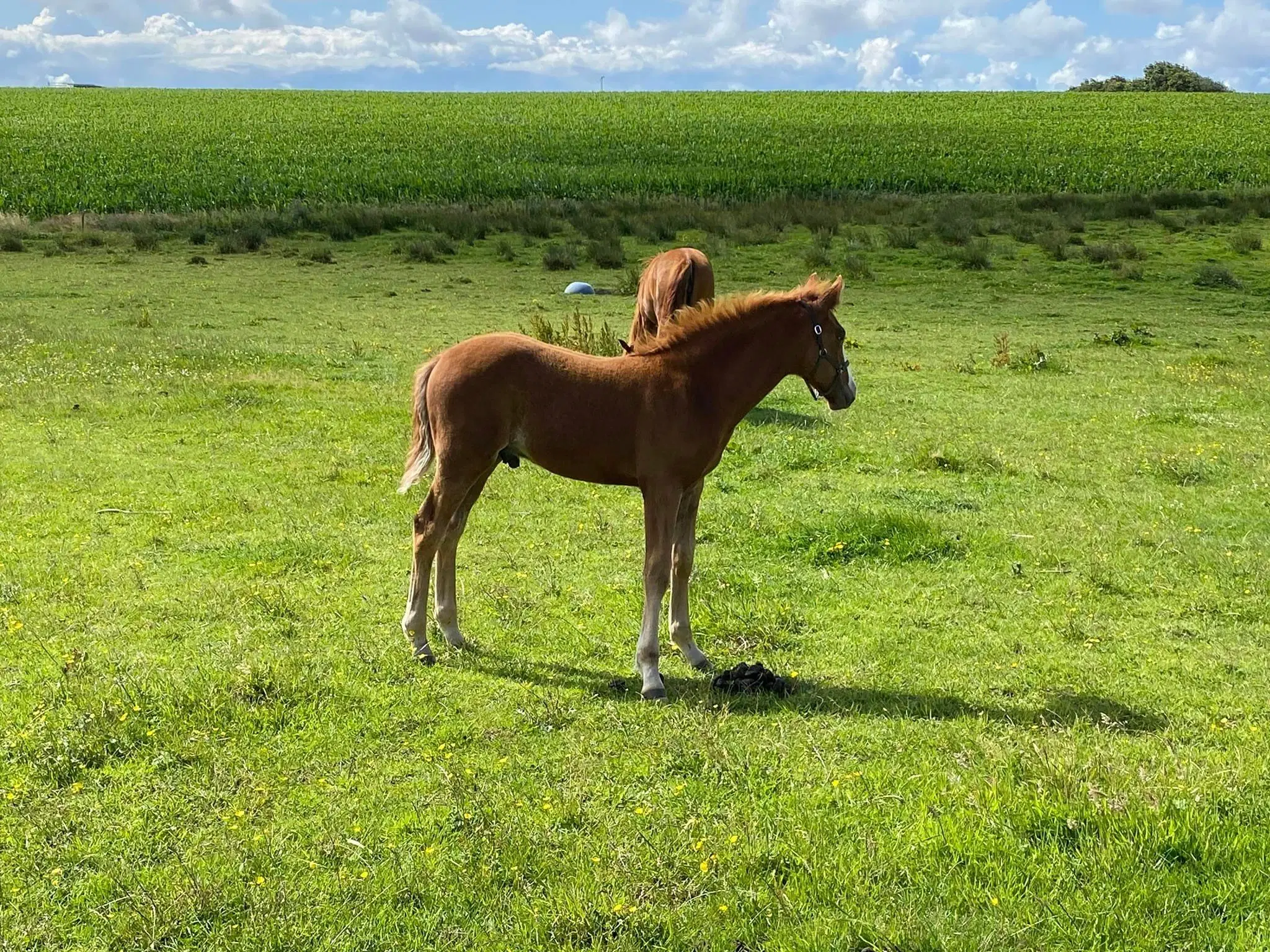 Charmerende frederiksborghingsteplag (fra 2023)