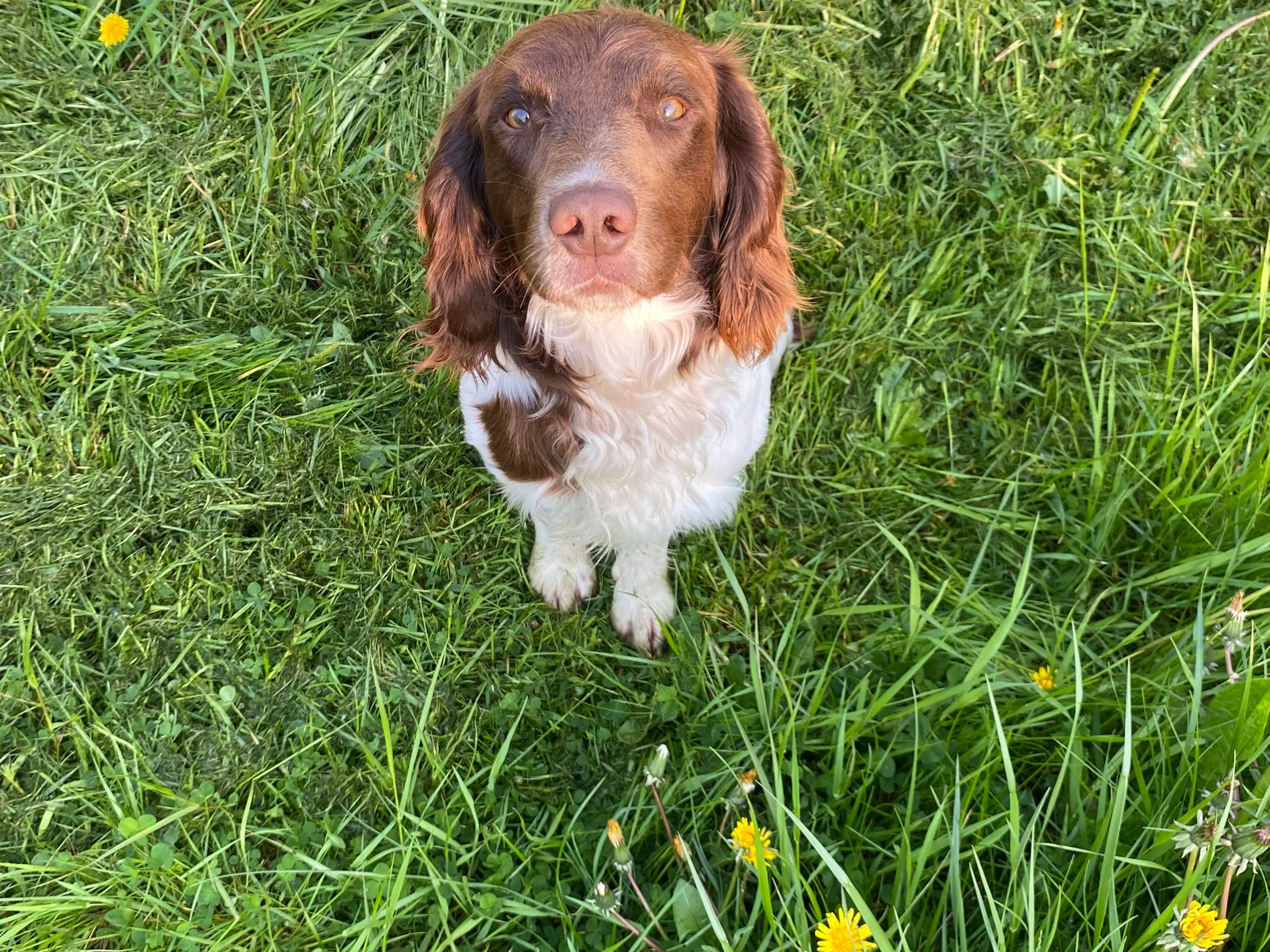 Springer Spaniel