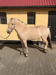 Fjordhest hoppe 2 år