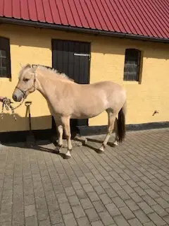 Fjordhest hoppe 2 år