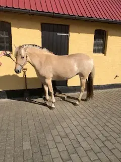 Fjordhest hoppe 2 år