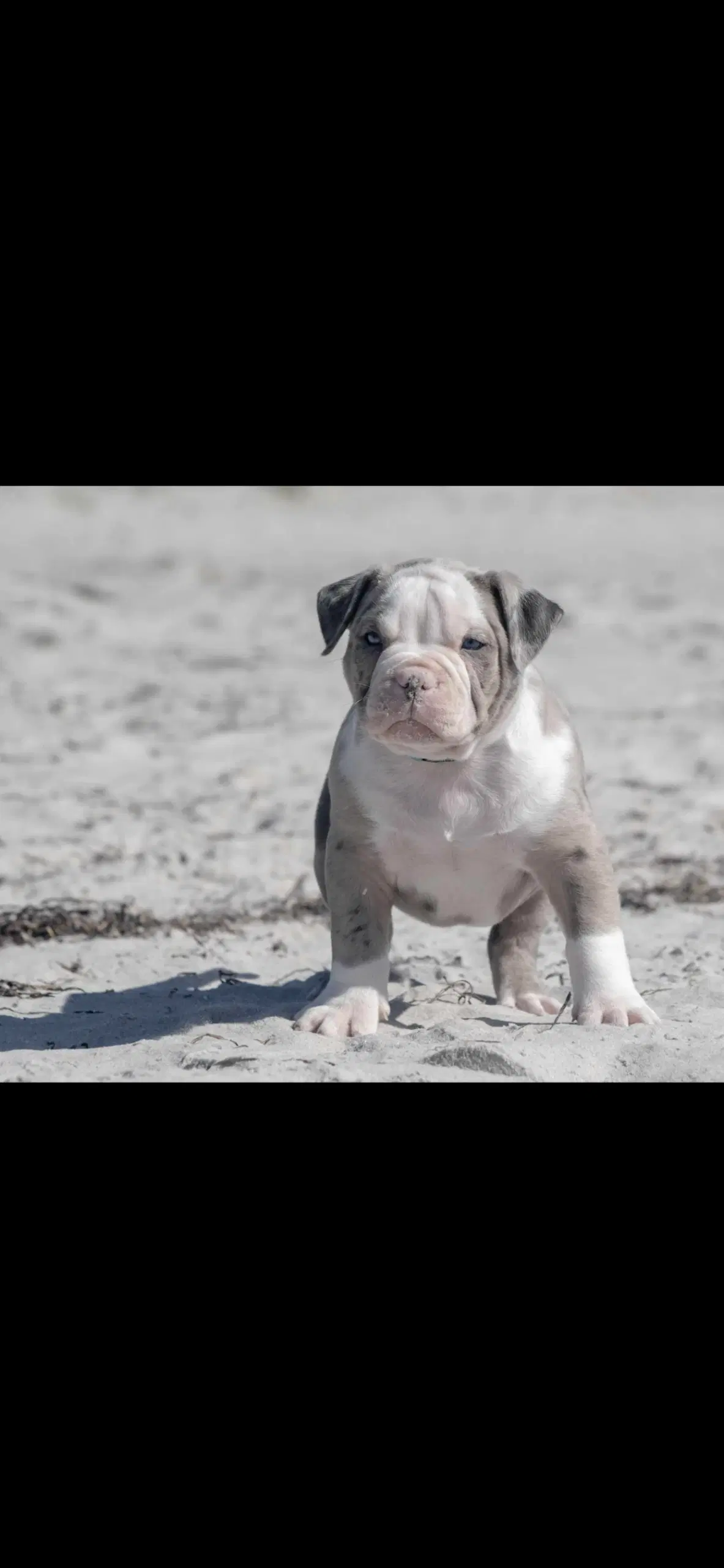 Lilac Merle American Bully Pocket ABKC hvalpe