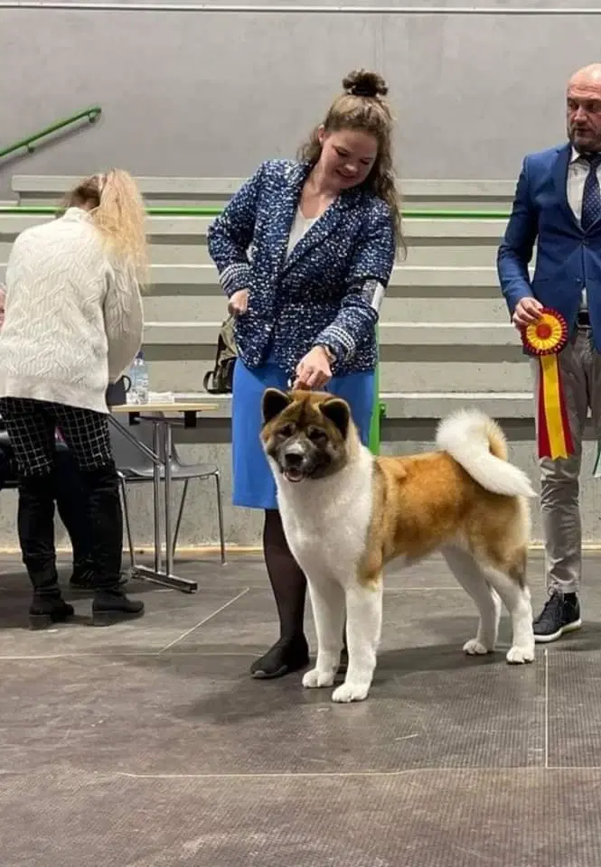 American Akita Hvalpe m DKK stambog