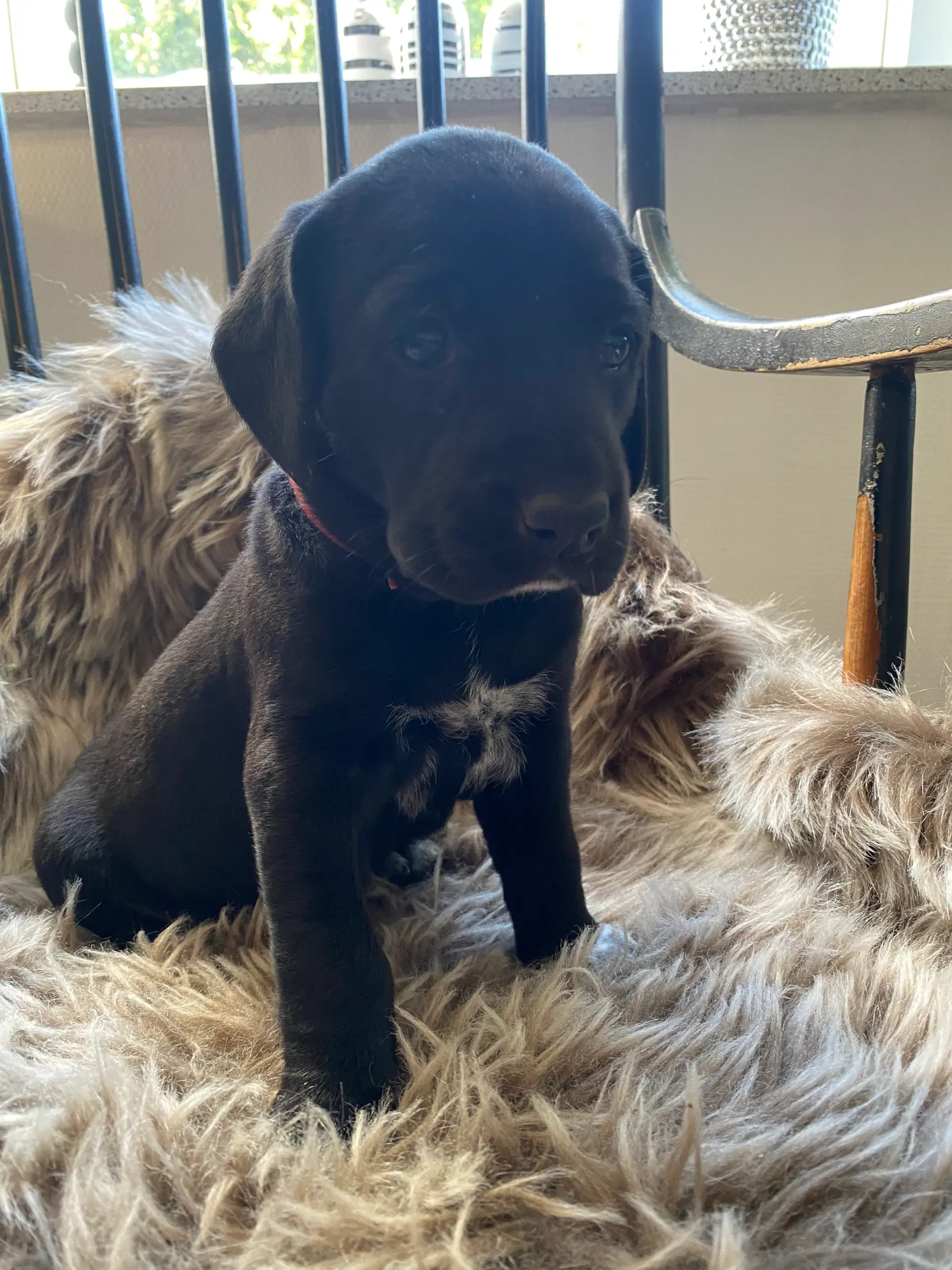 Labrador og hønsehund blanding