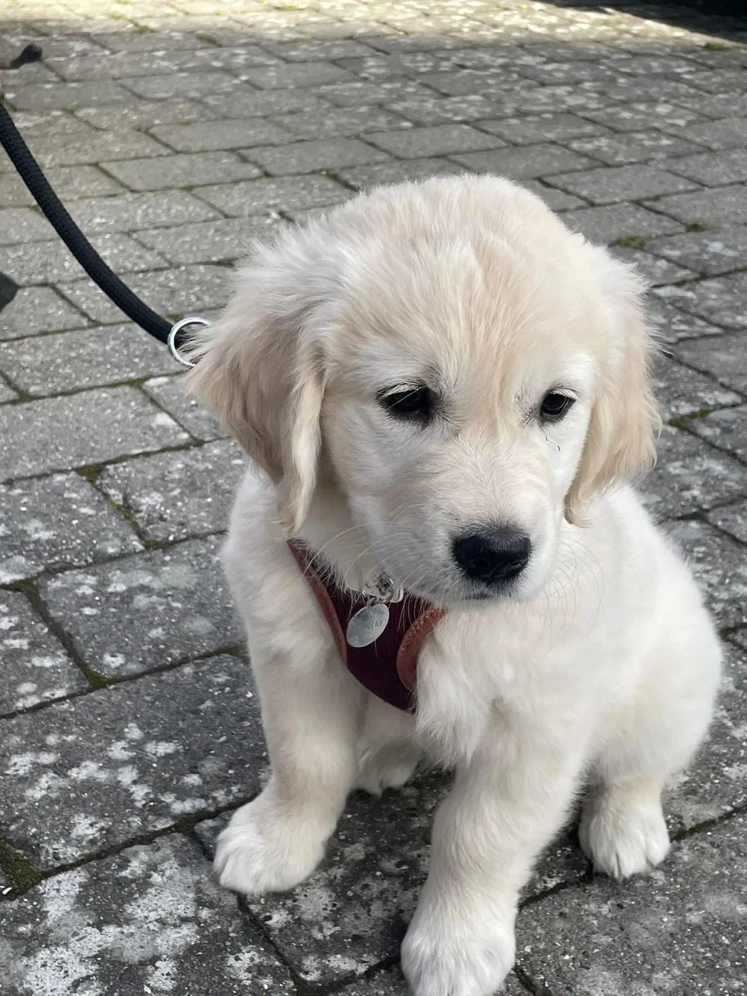 Golden retriever hvalpe