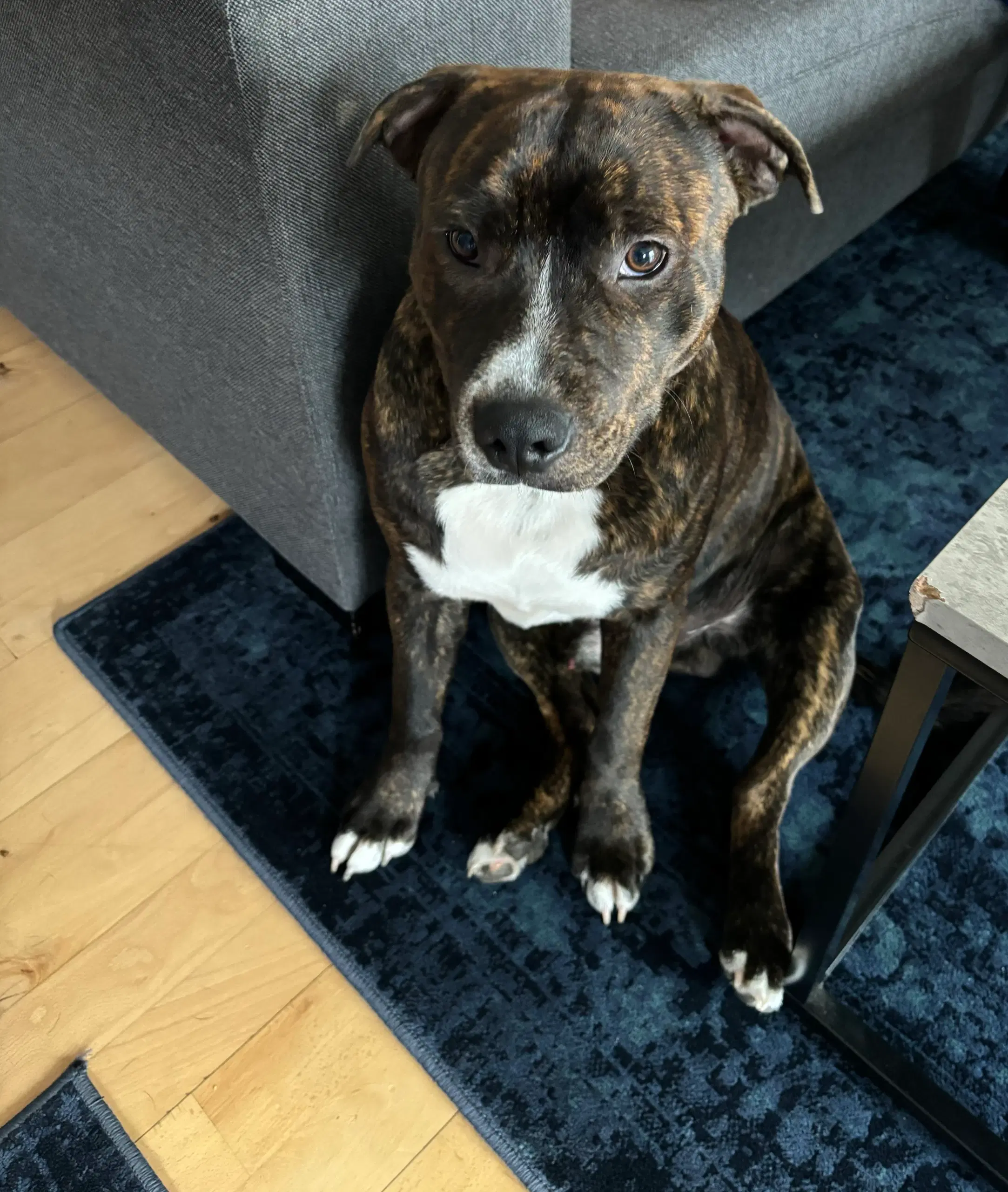 Staffordshire bullterrier 9 mdr sælges