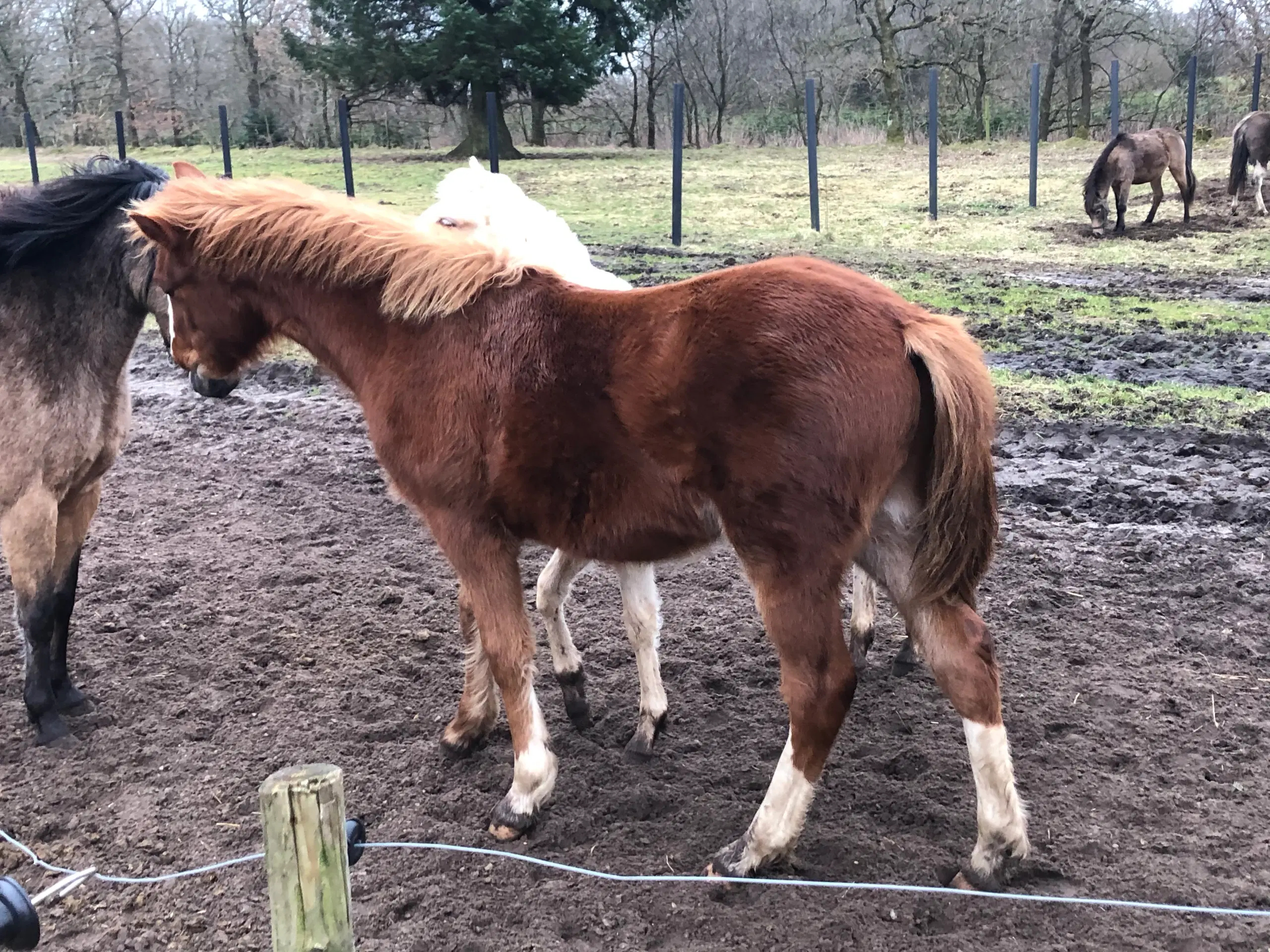 Pony kat 1 føl / plag