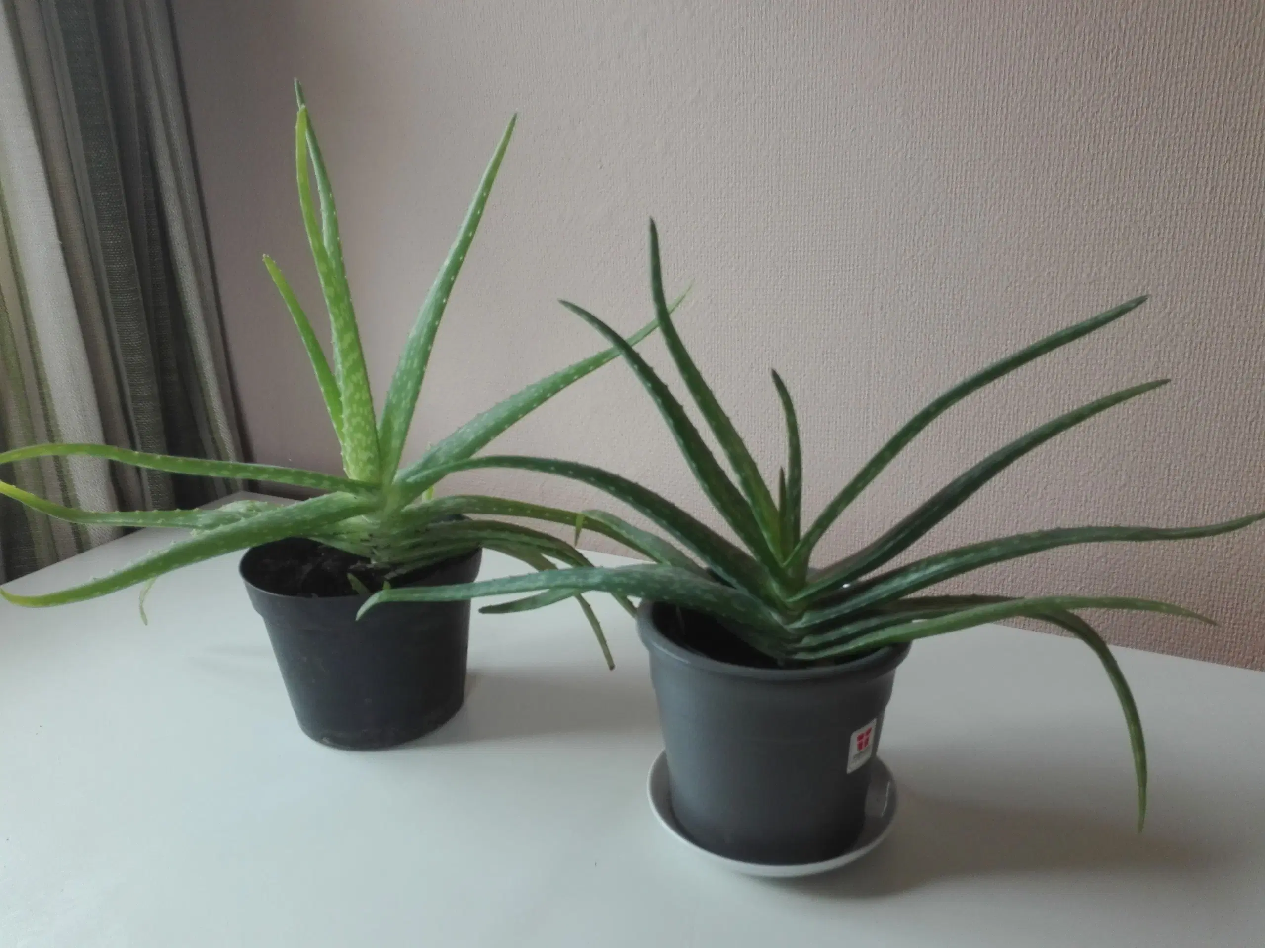 Aloe Vera stueplanter