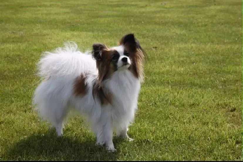 Smukke Papillon hvalpe