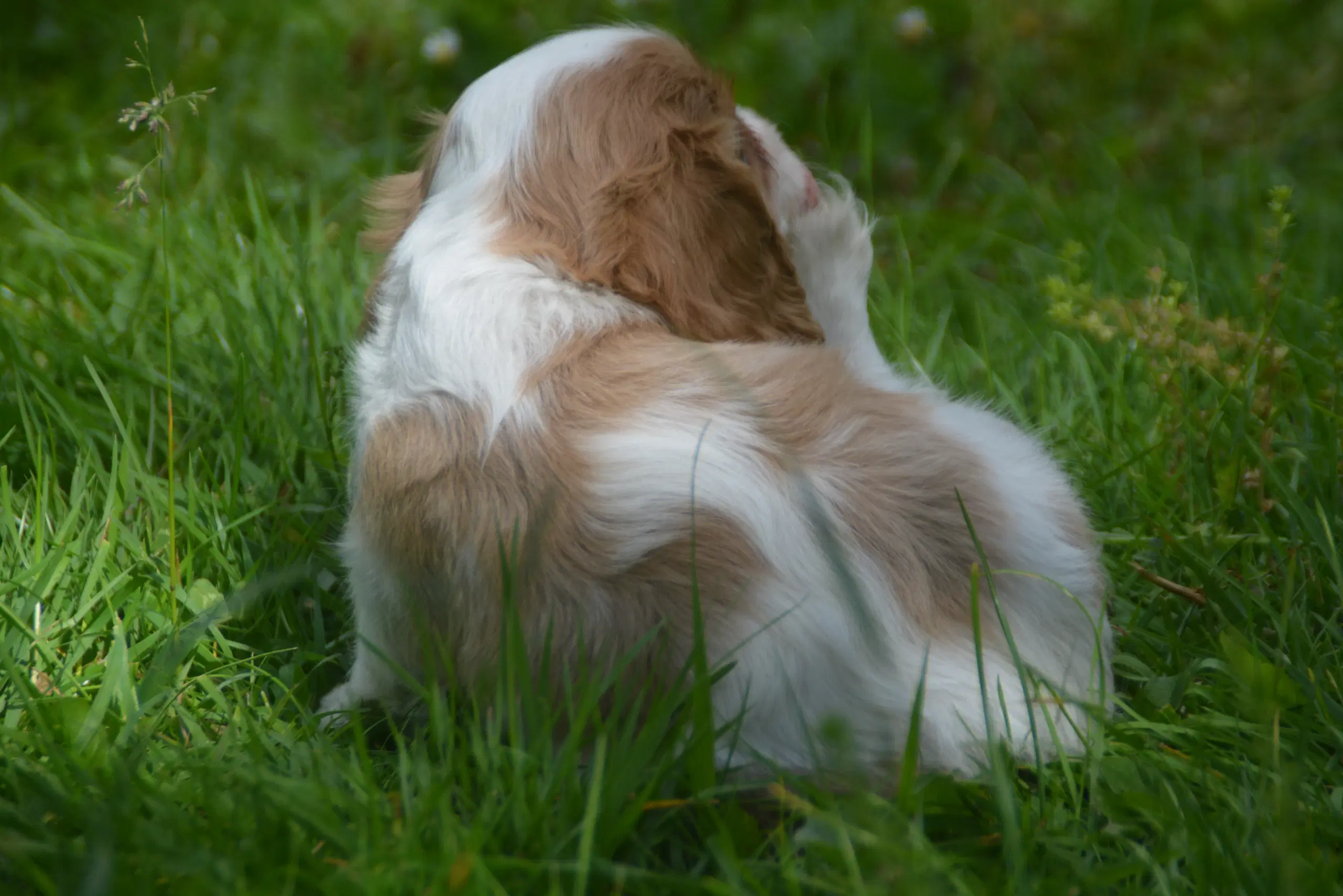 Cavalier King Charles Spaniel