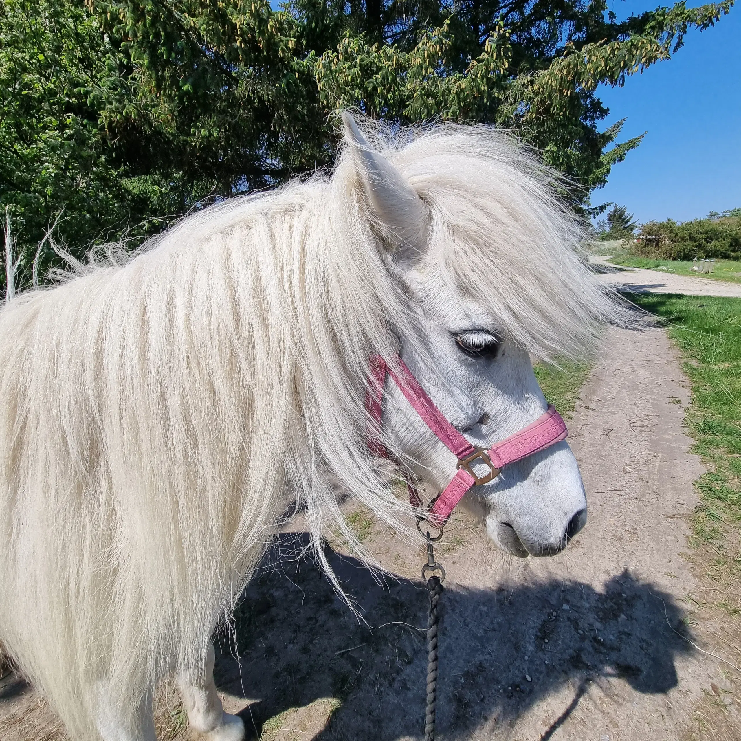 Børnepony/konehest