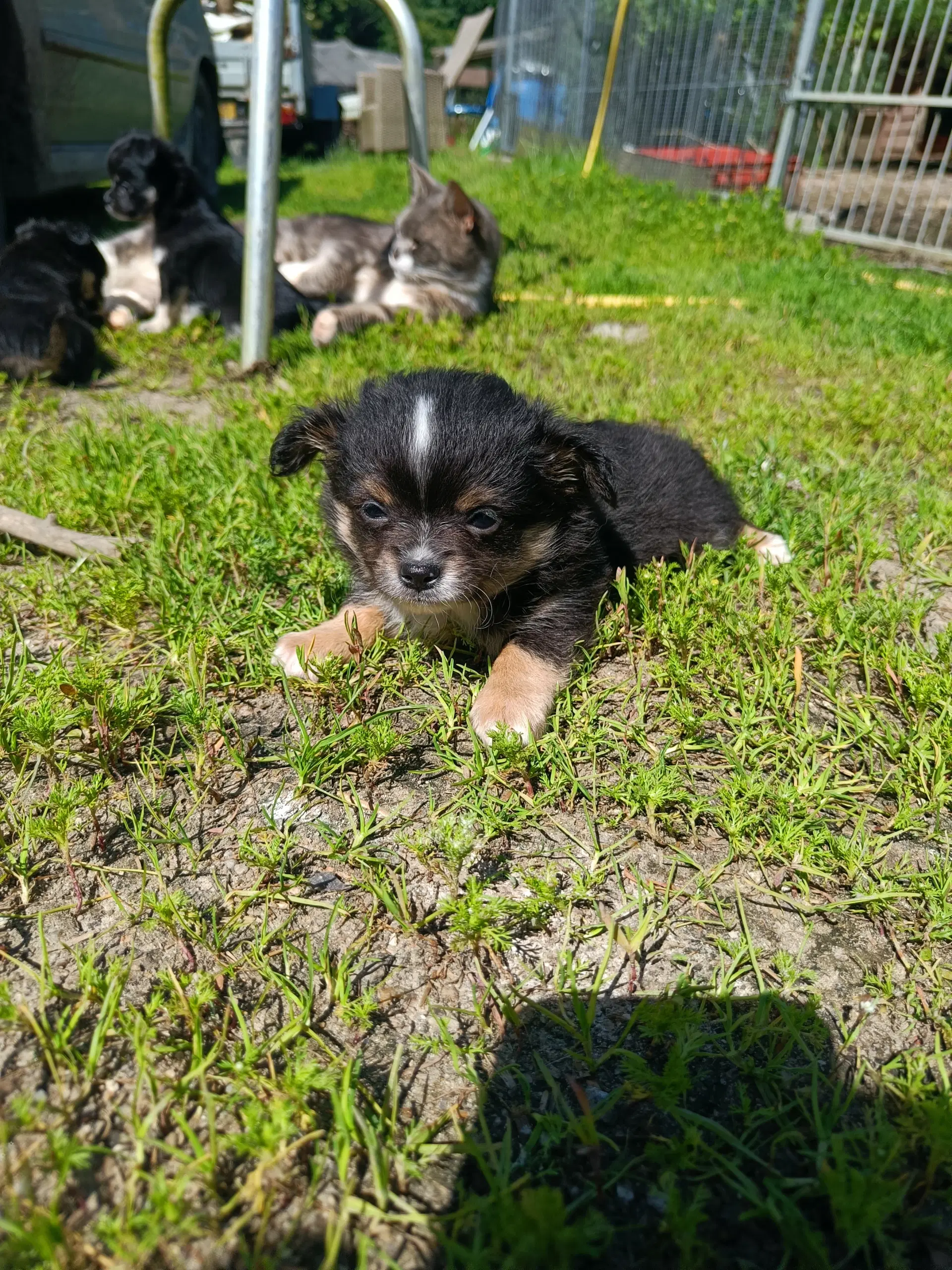 Langhåret Chihuahua hvalpe