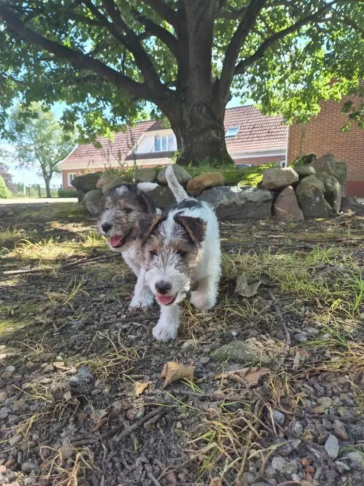 Foxterrier hvalpe 8 uger