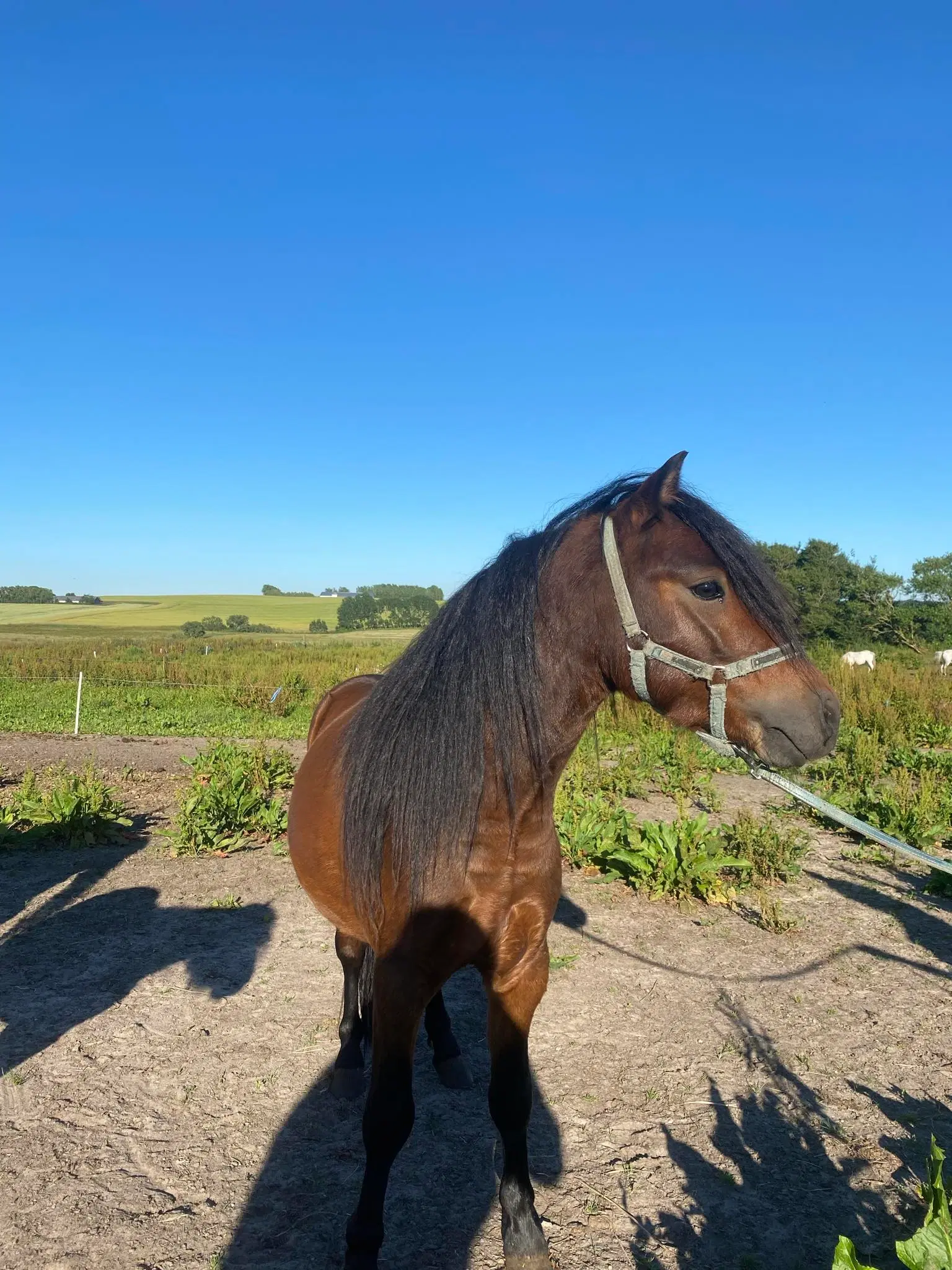 Smuk og charmerende hingst søger nyt hjem