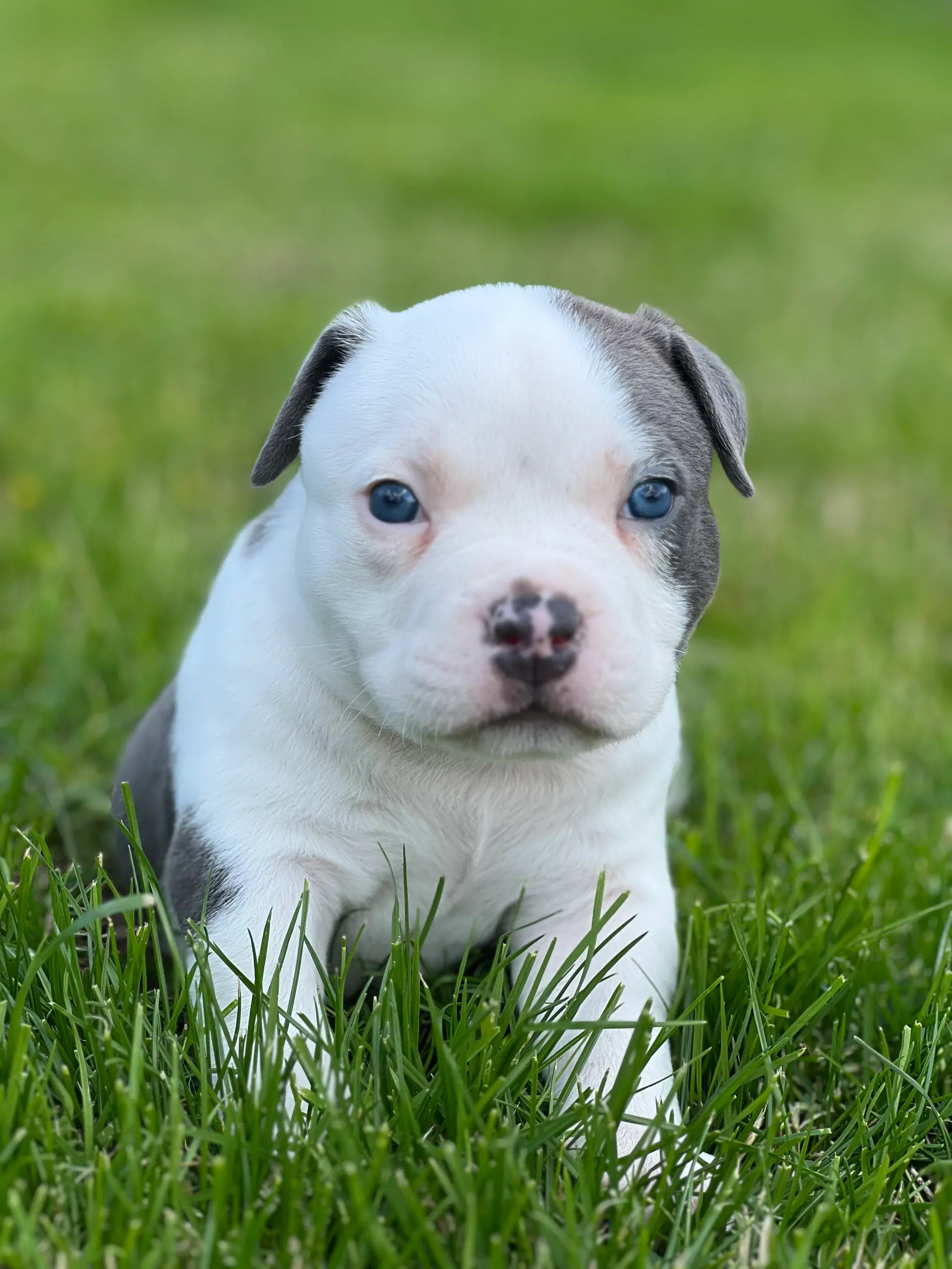 American bully pocket Hanhvalpe