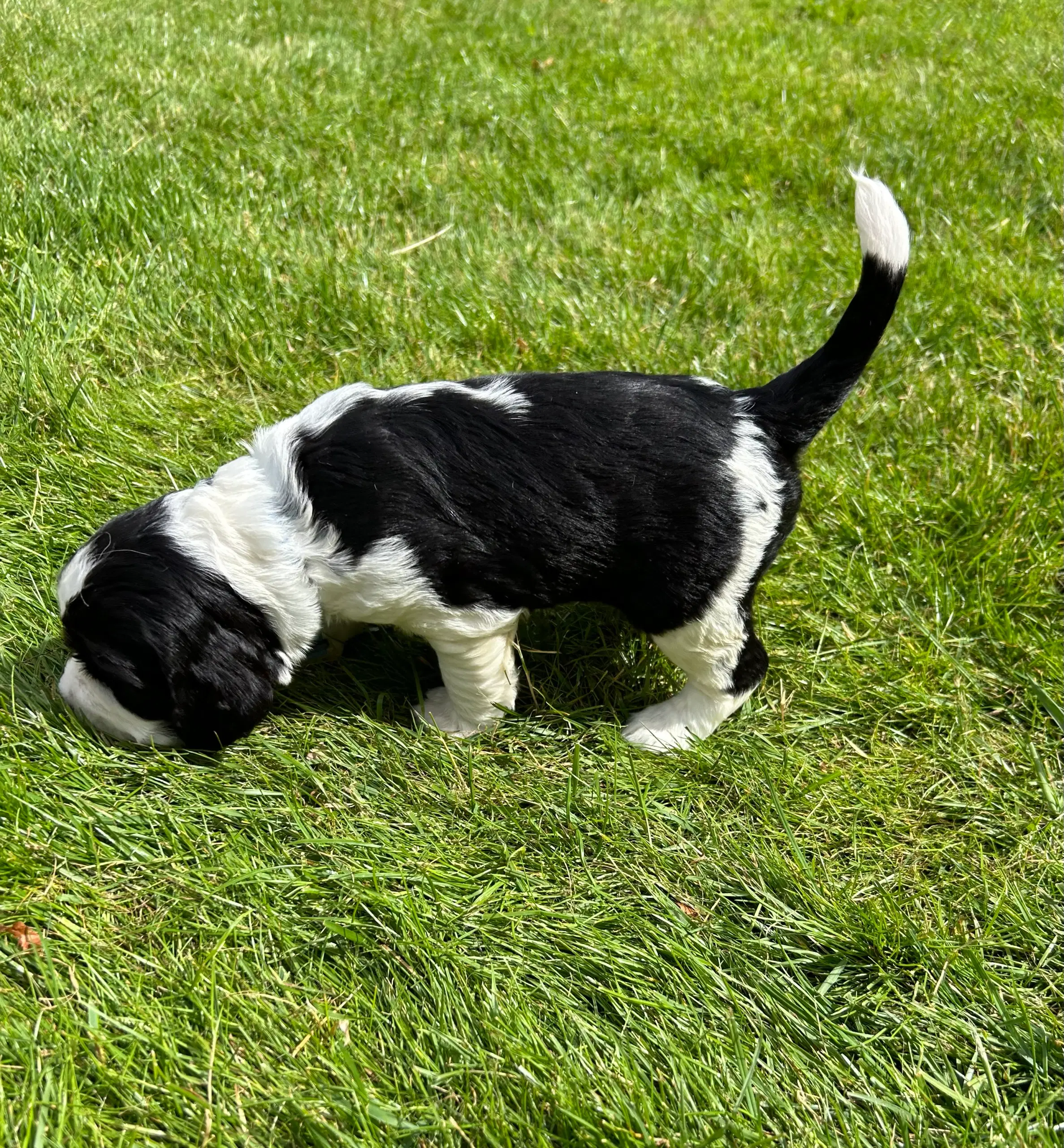 Engelsk springer spaniel