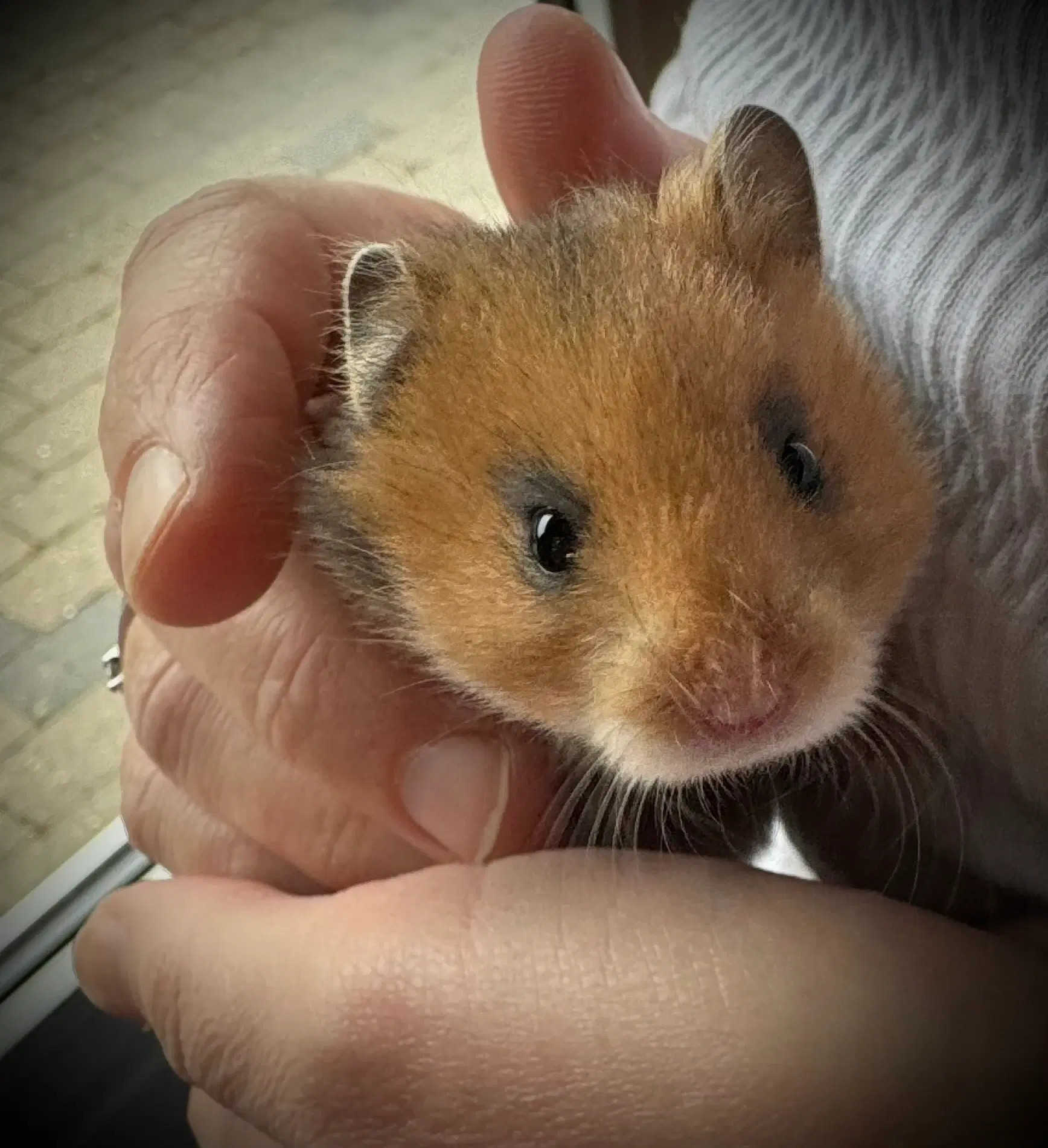 Guldhamster unger sælges