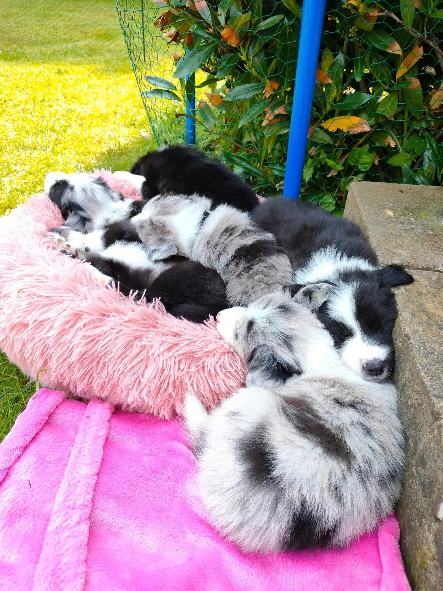 Border Collie/Australian Shepherd