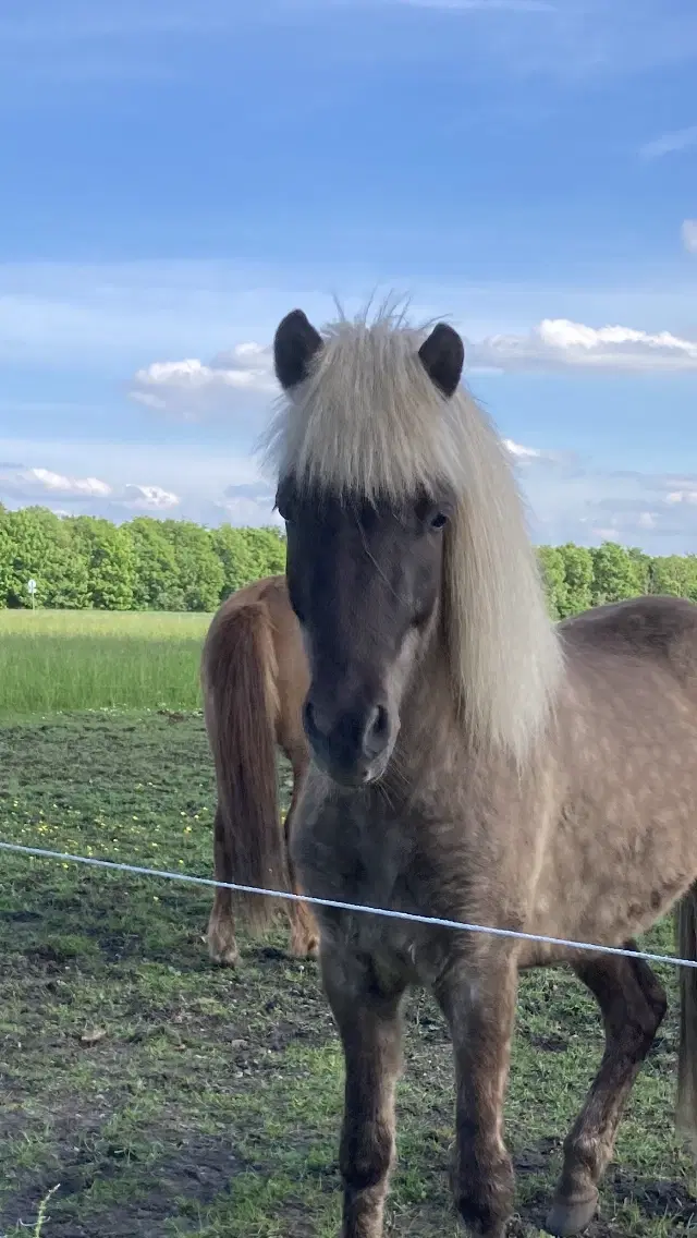 Skøn vindott vallak med blikfang